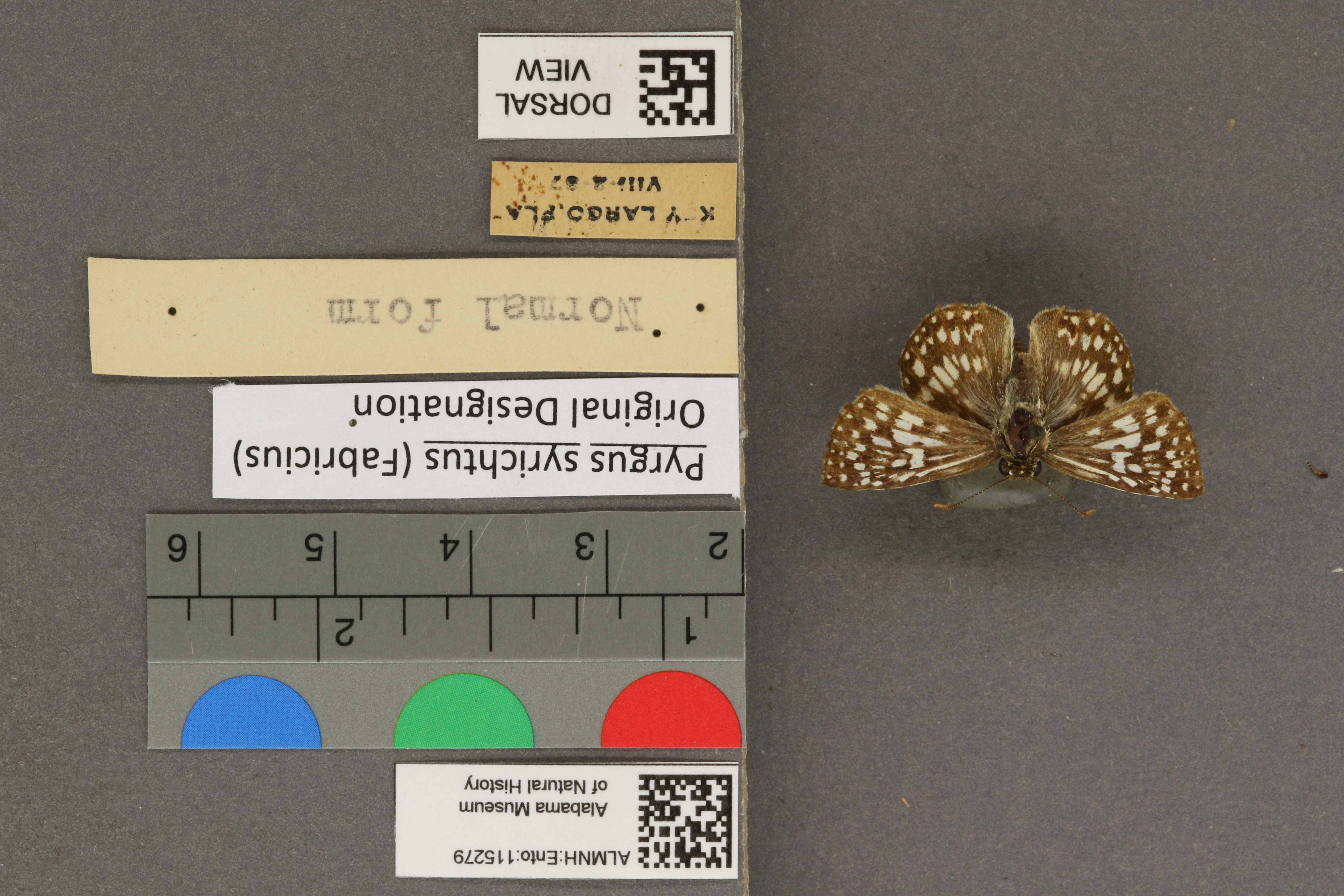 Pyrgus syrichtus