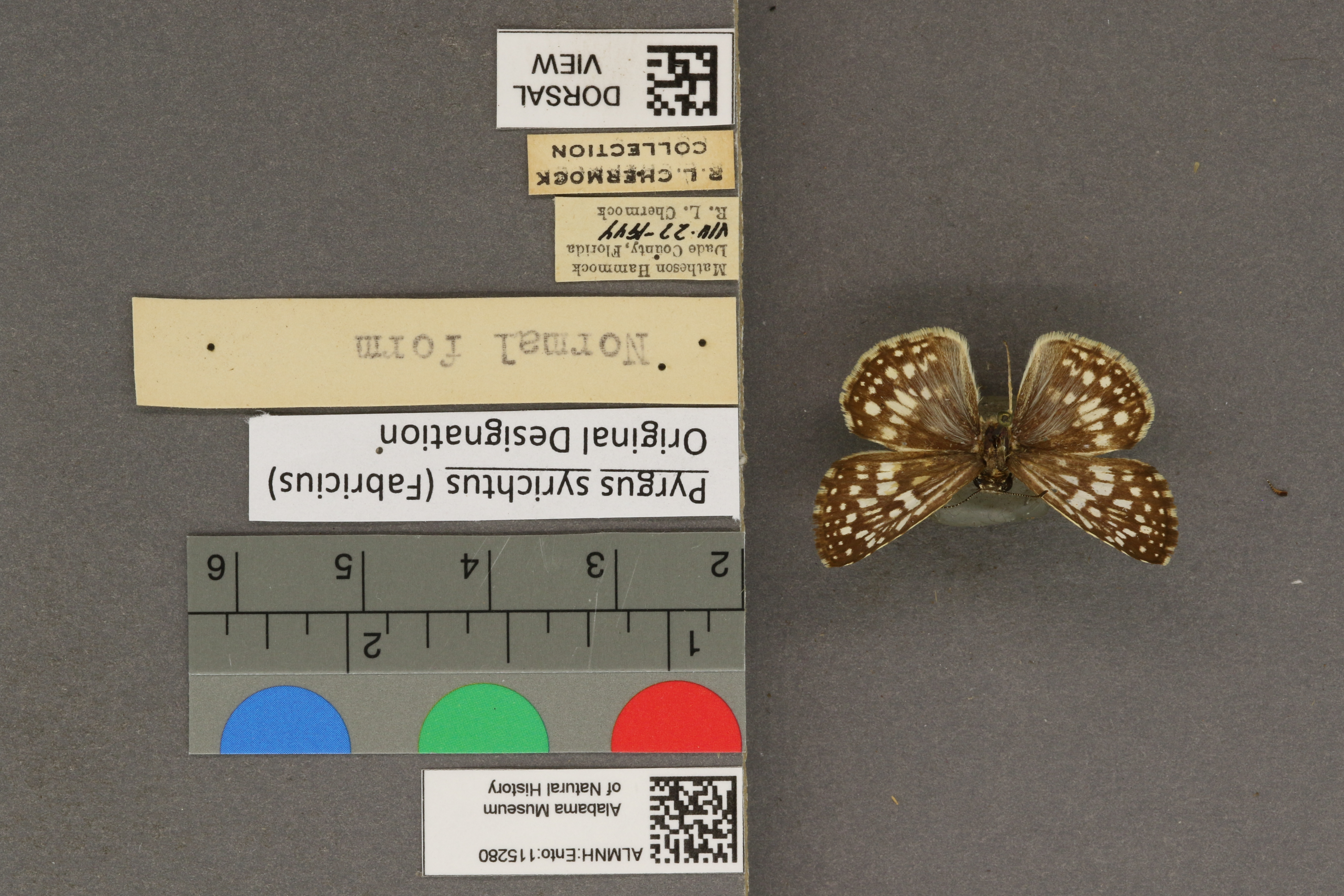 Pyrgus syrichtus