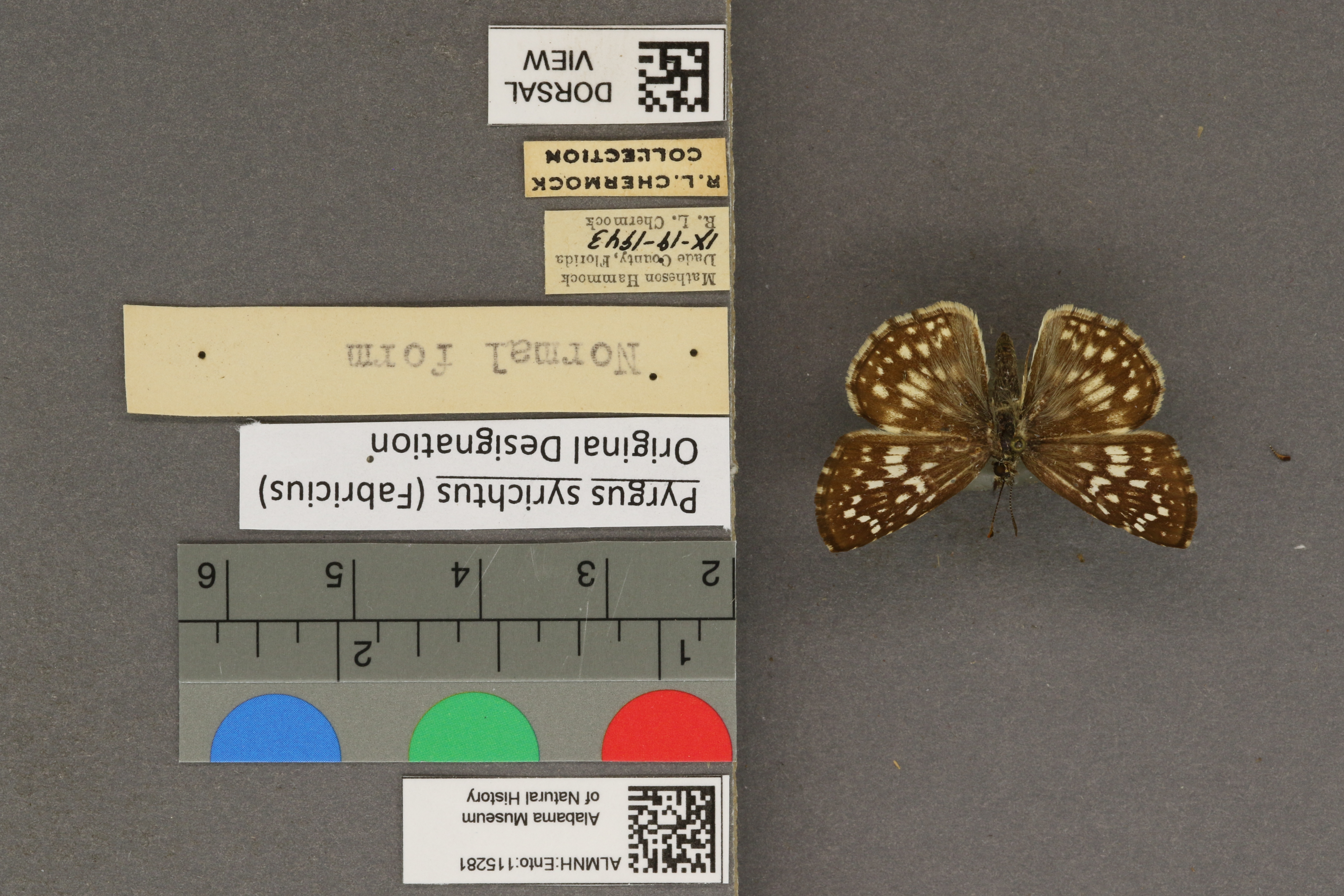 Pyrgus syrichtus