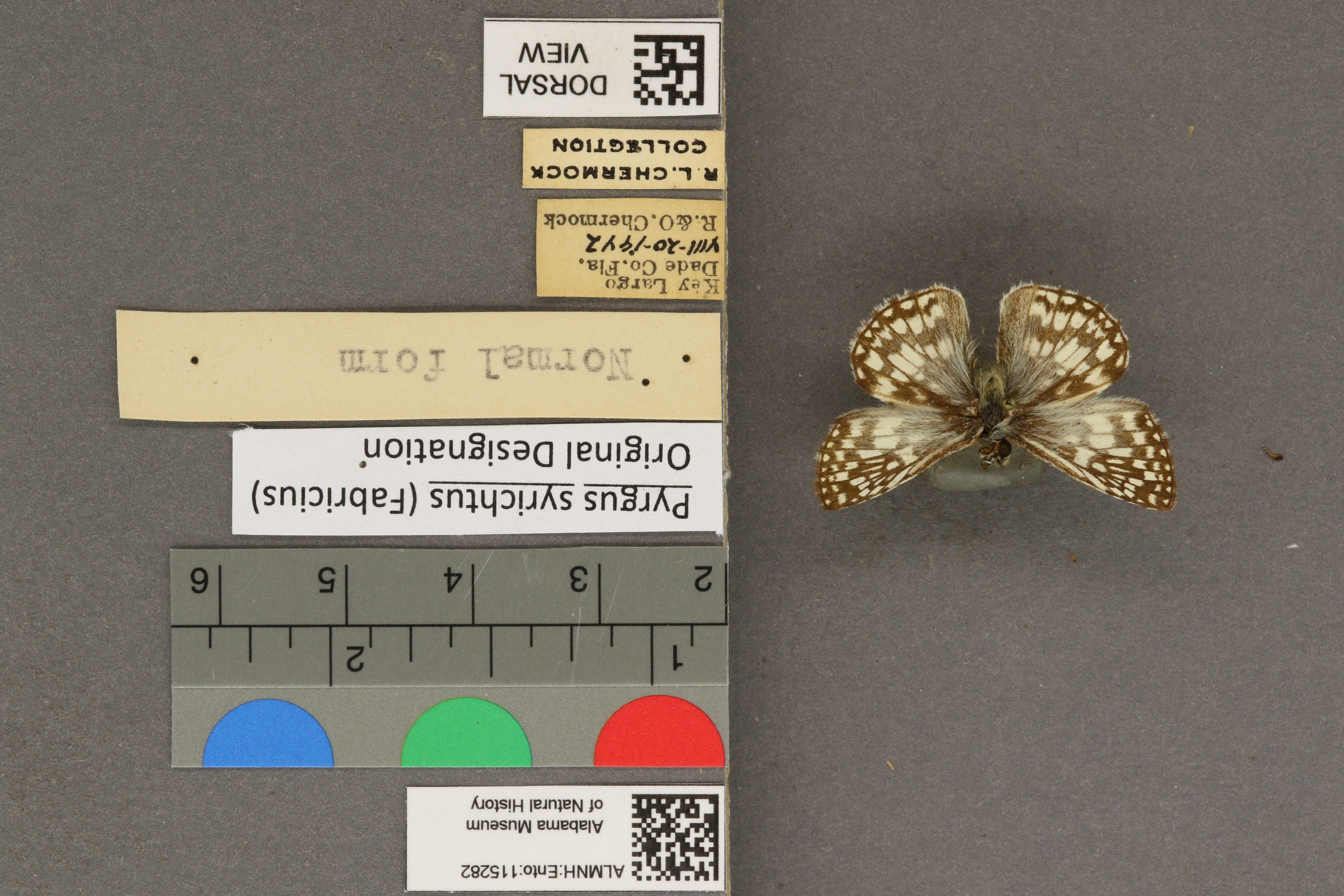 Pyrgus syrichtus