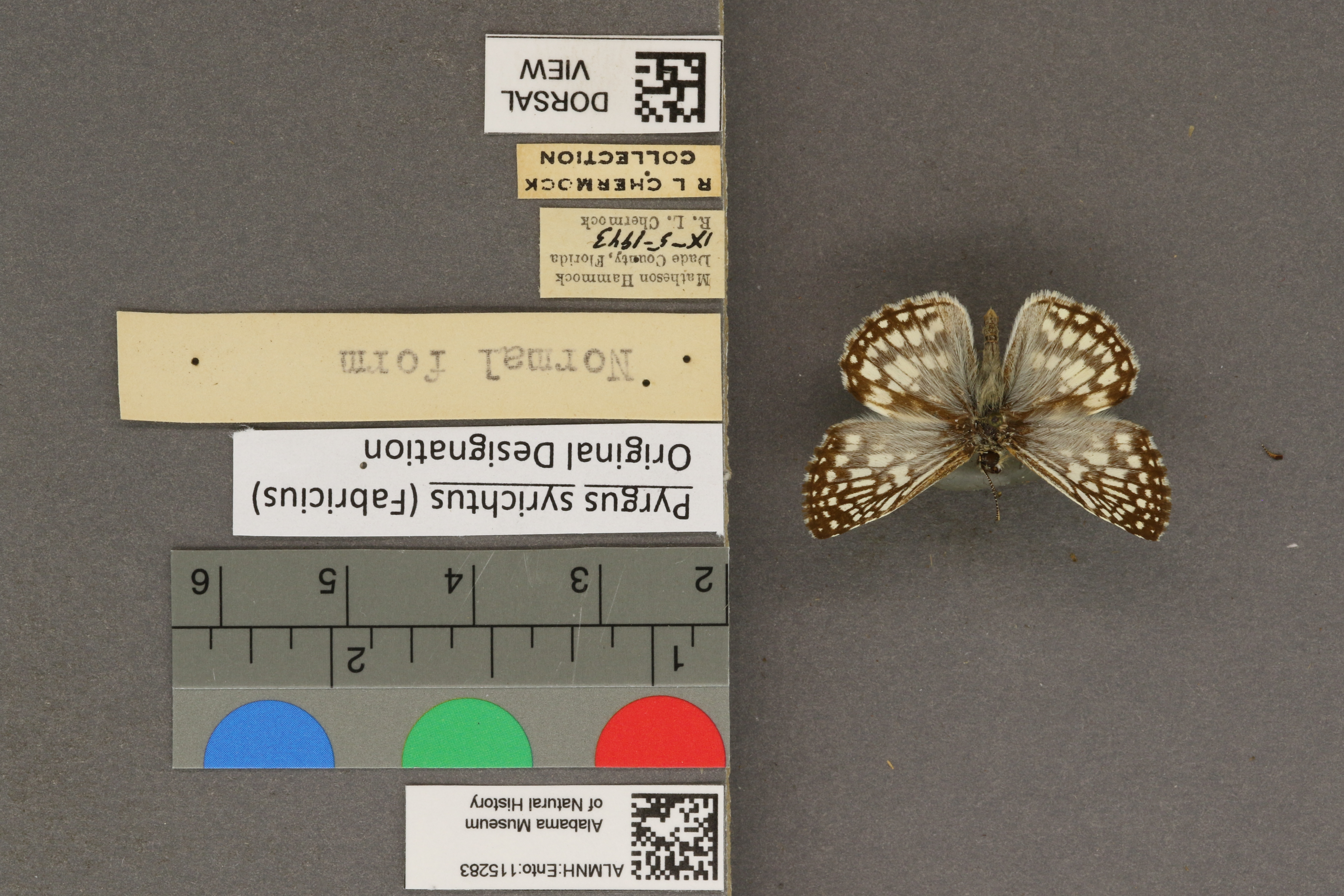 Pyrgus syrichtus