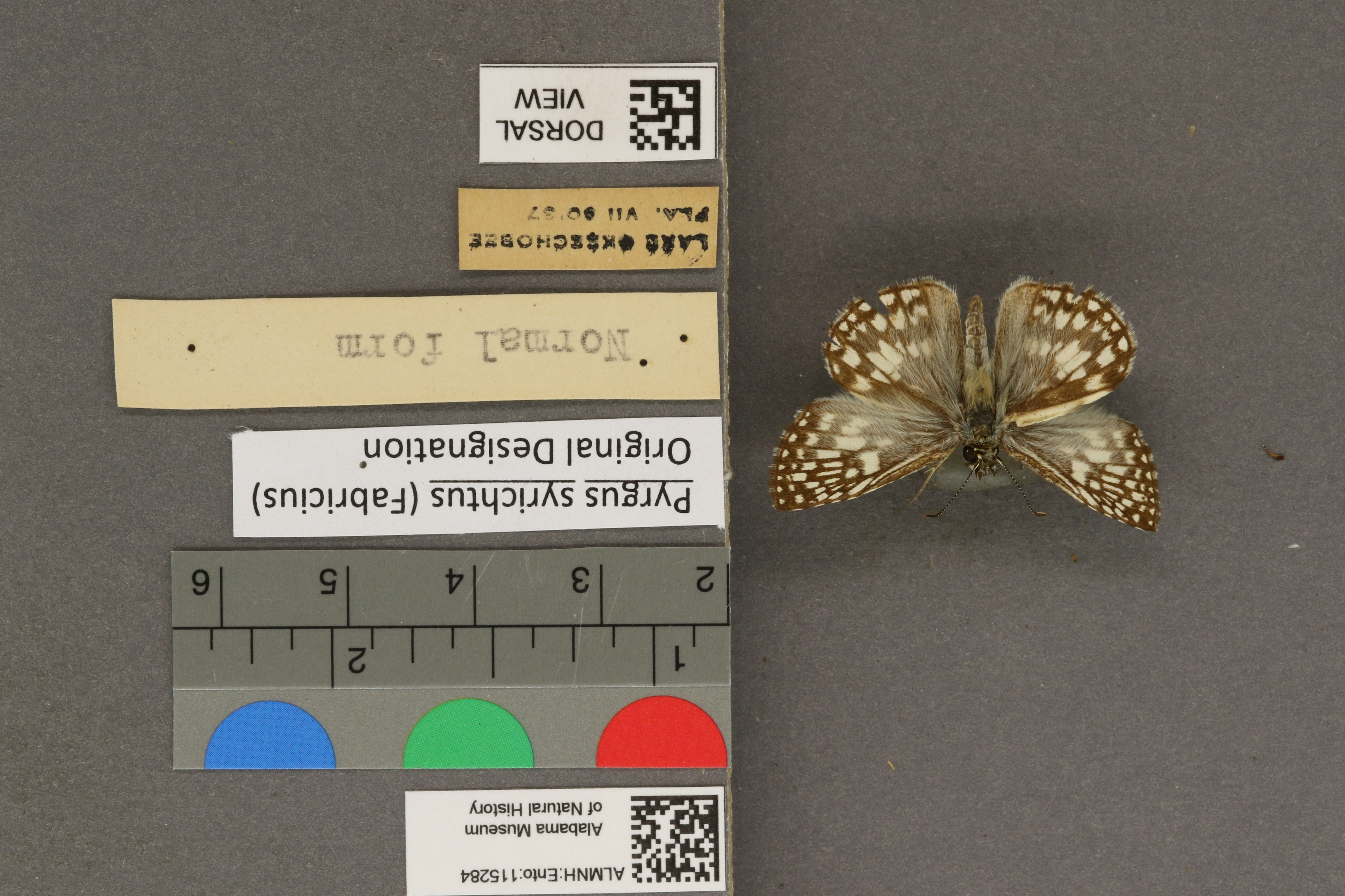 Pyrgus syrichtus
