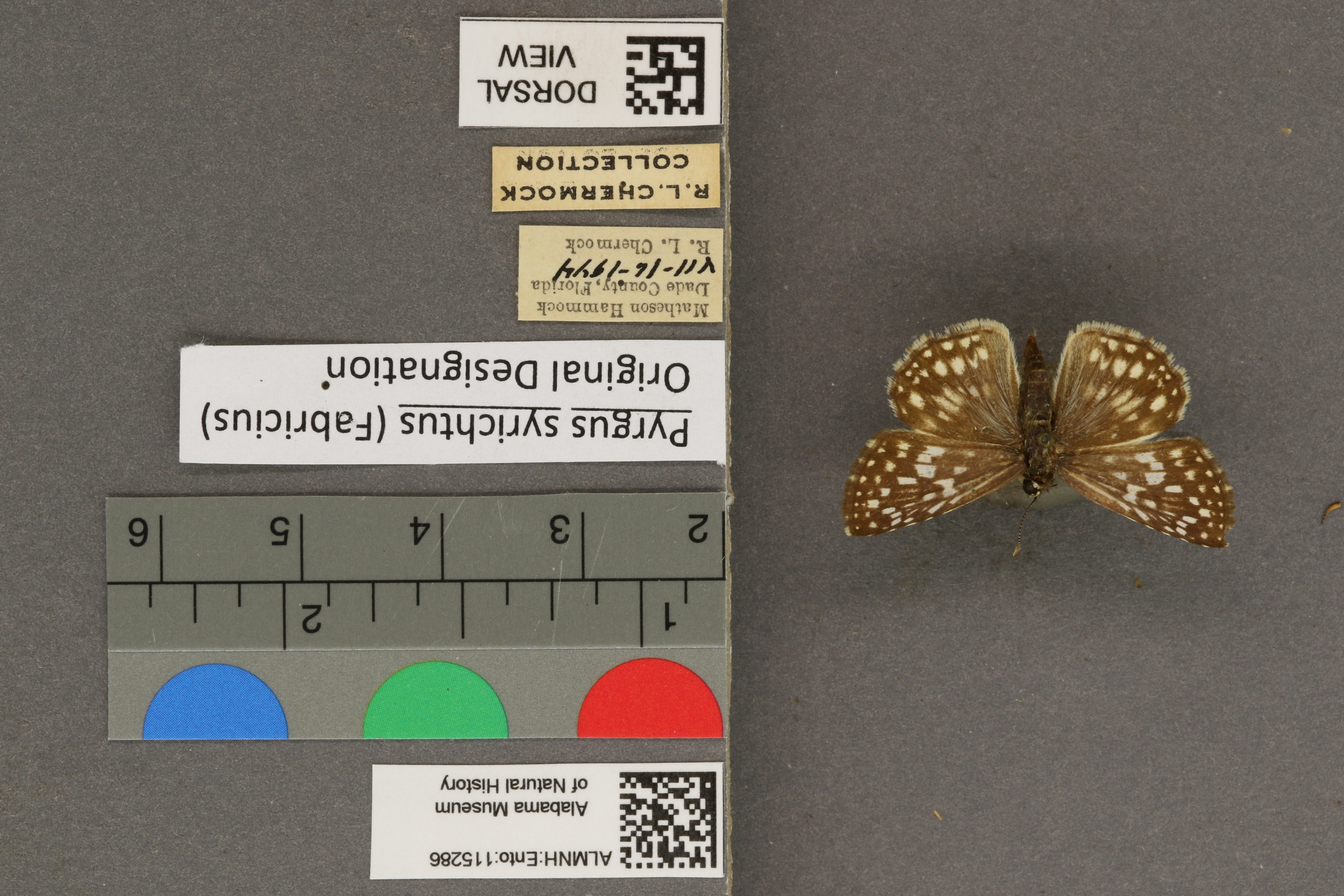 Pyrgus syrichtus
