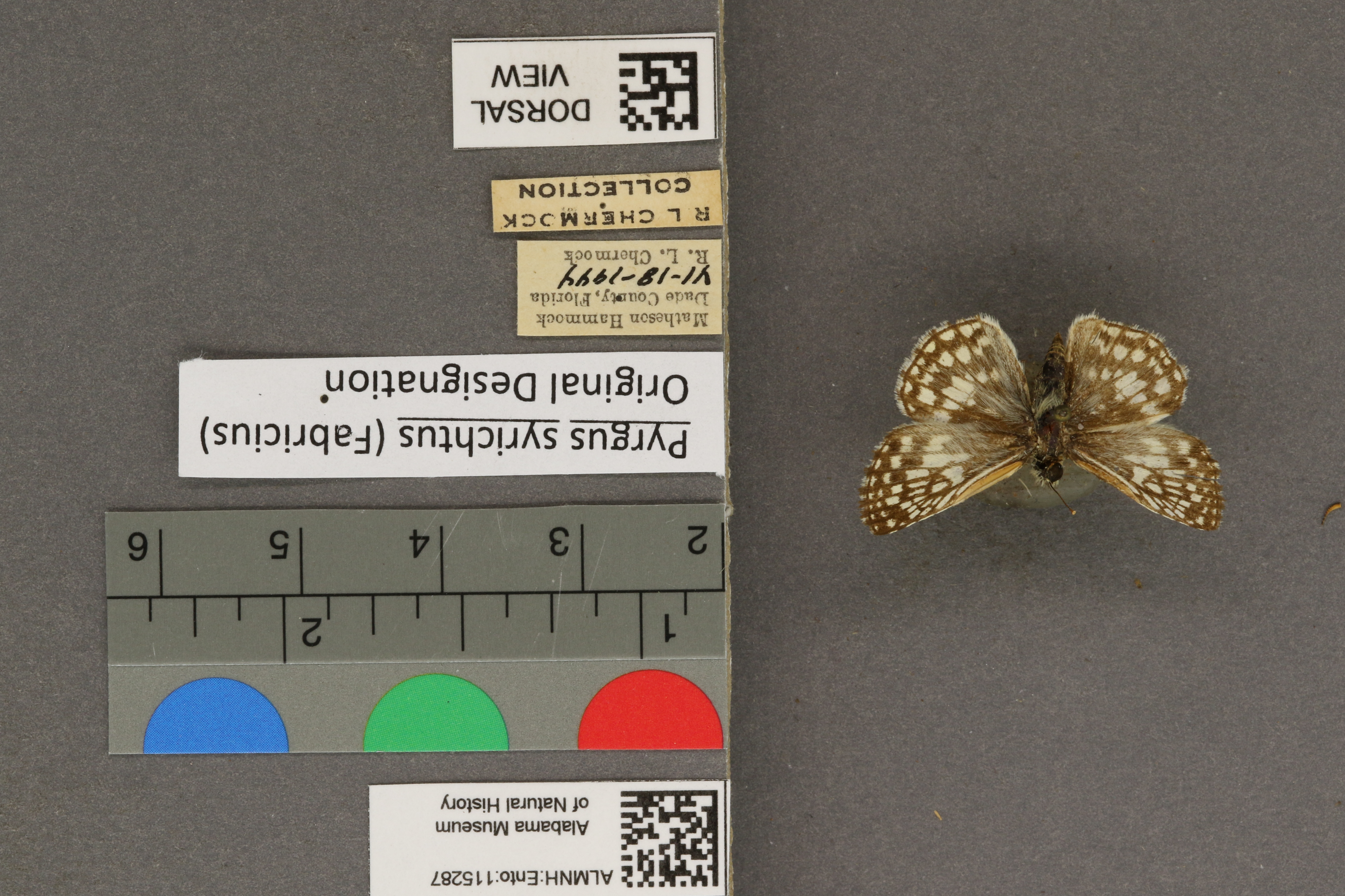 Pyrgus syrichtus