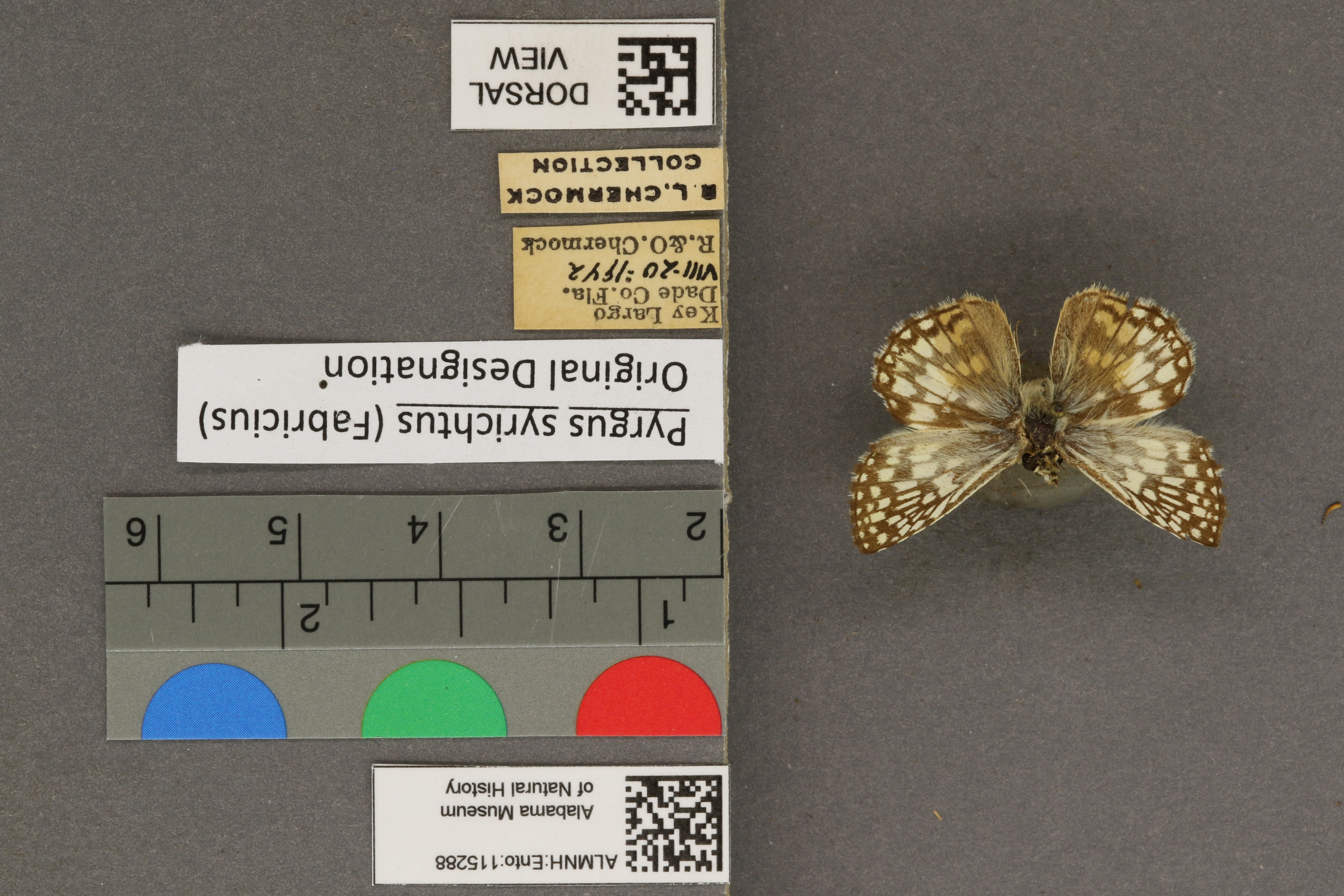 Pyrgus syrichtus