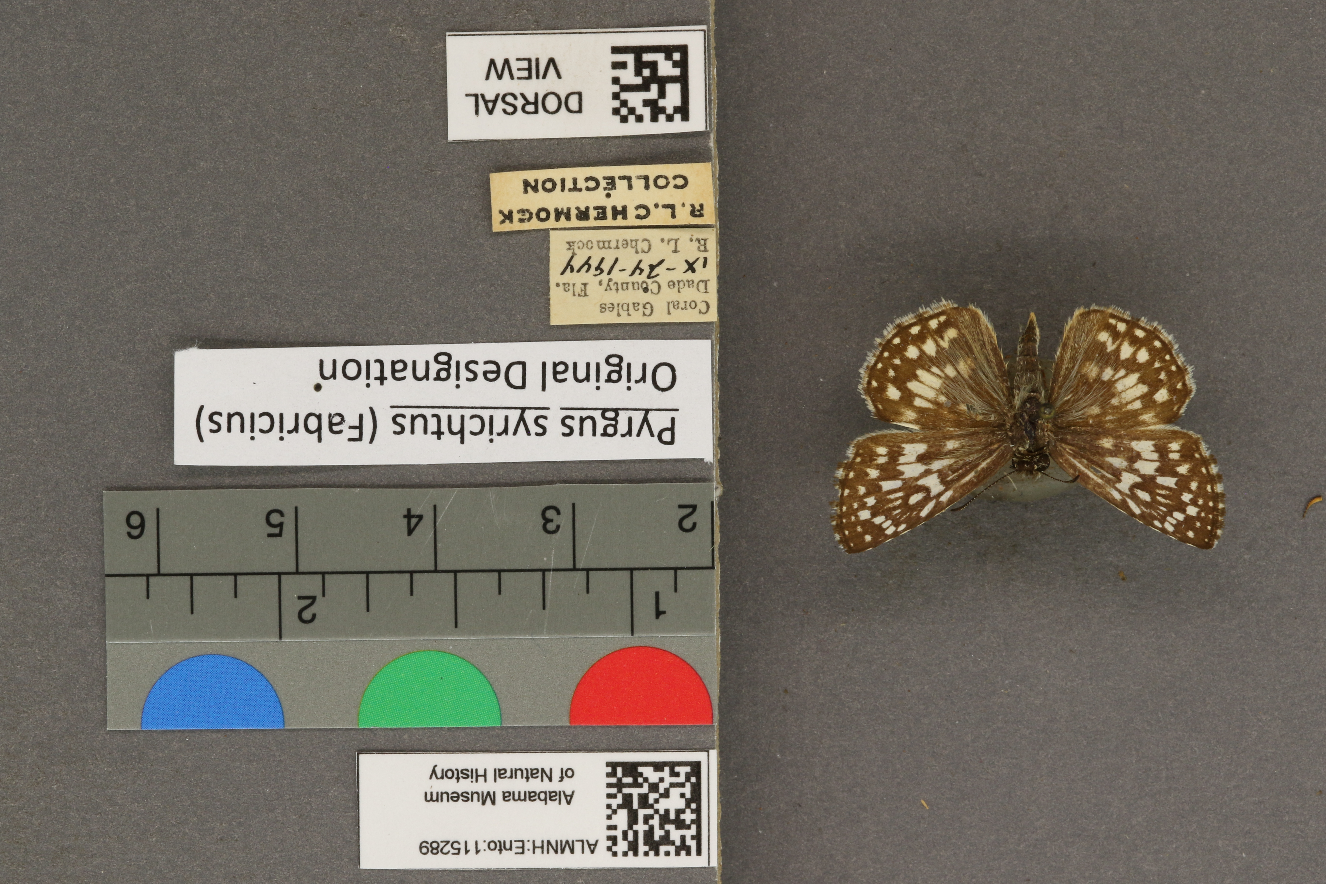 Pyrgus syrichtus