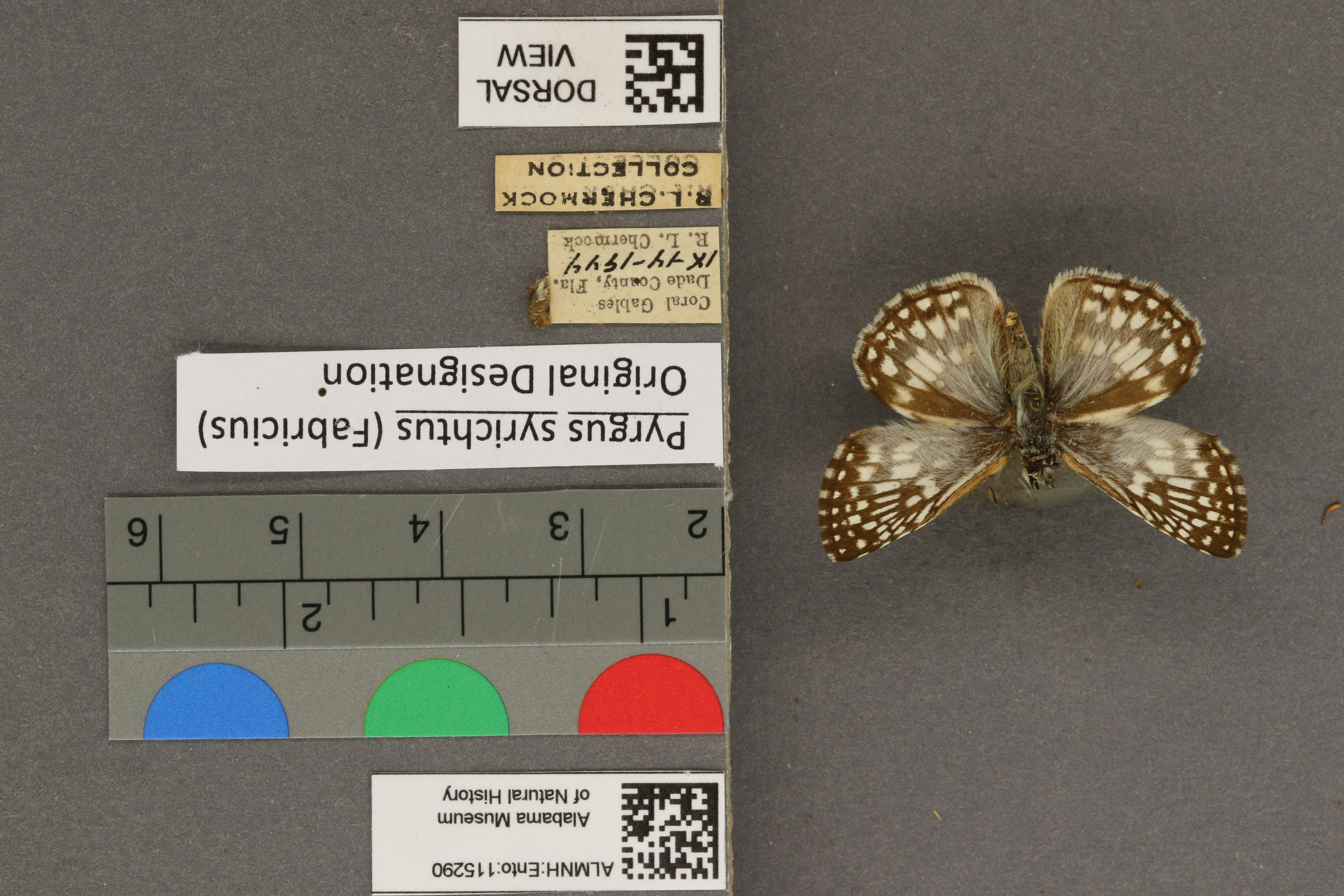 Pyrgus syrichtus
