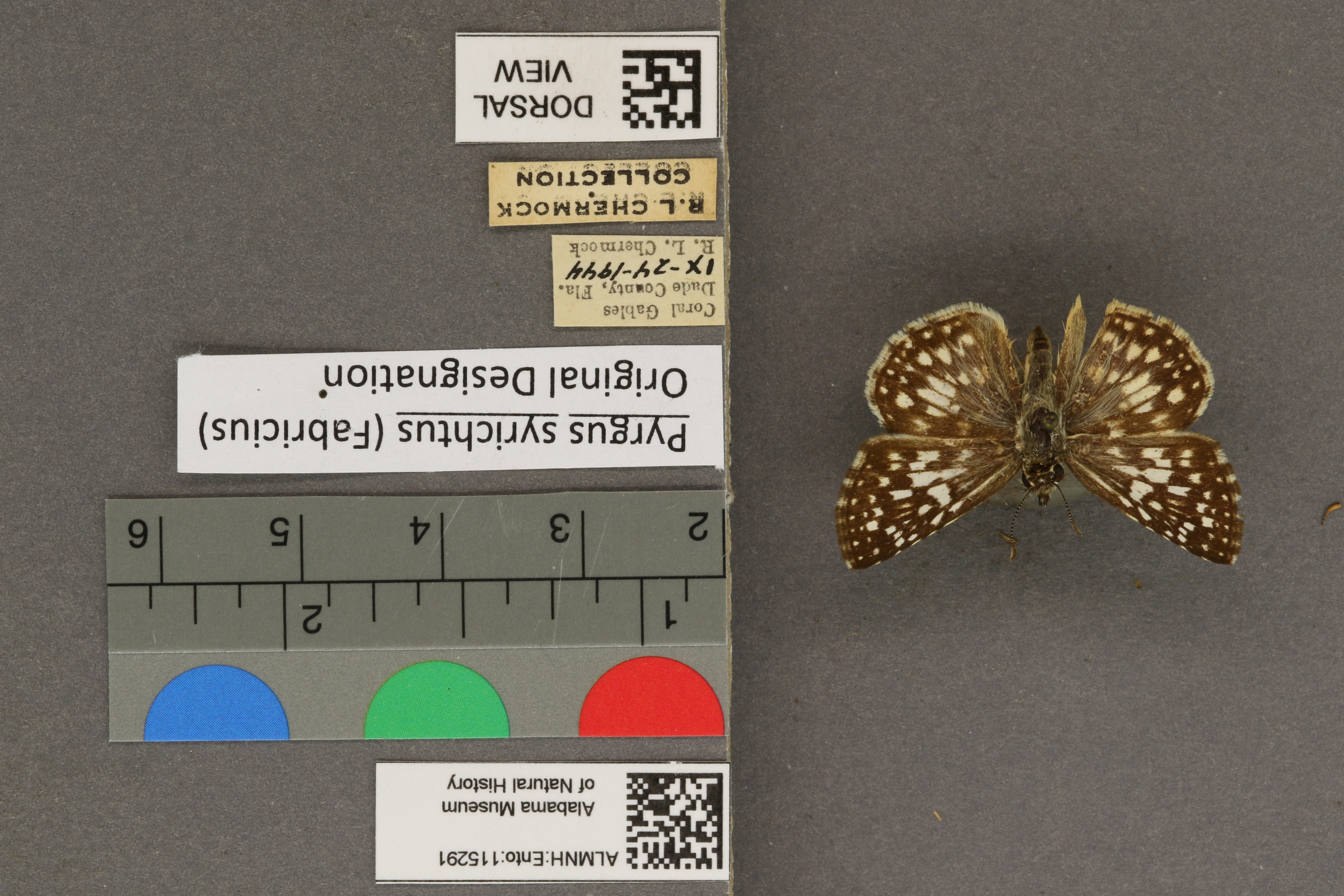 Pyrgus syrichtus