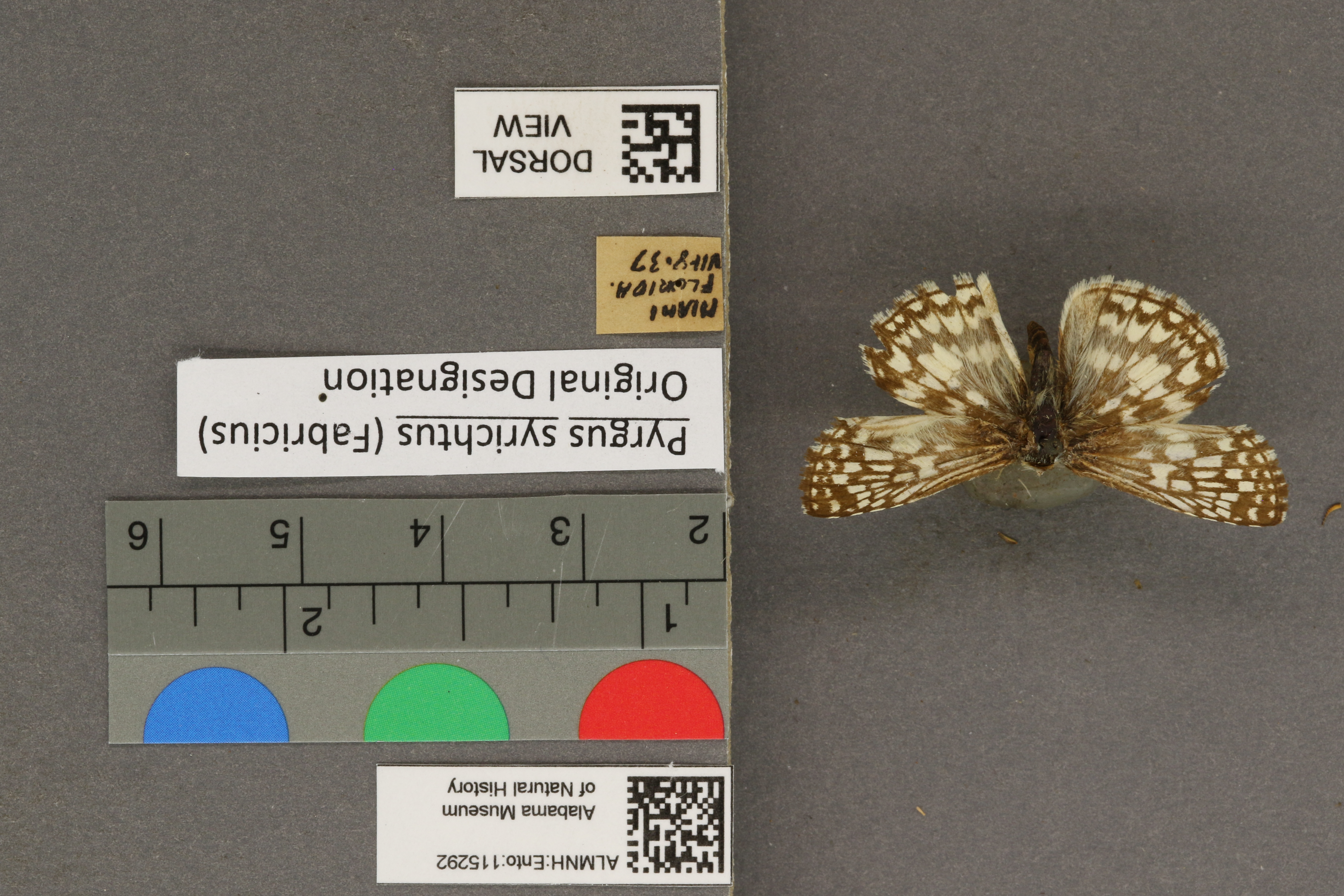 Pyrgus syrichtus