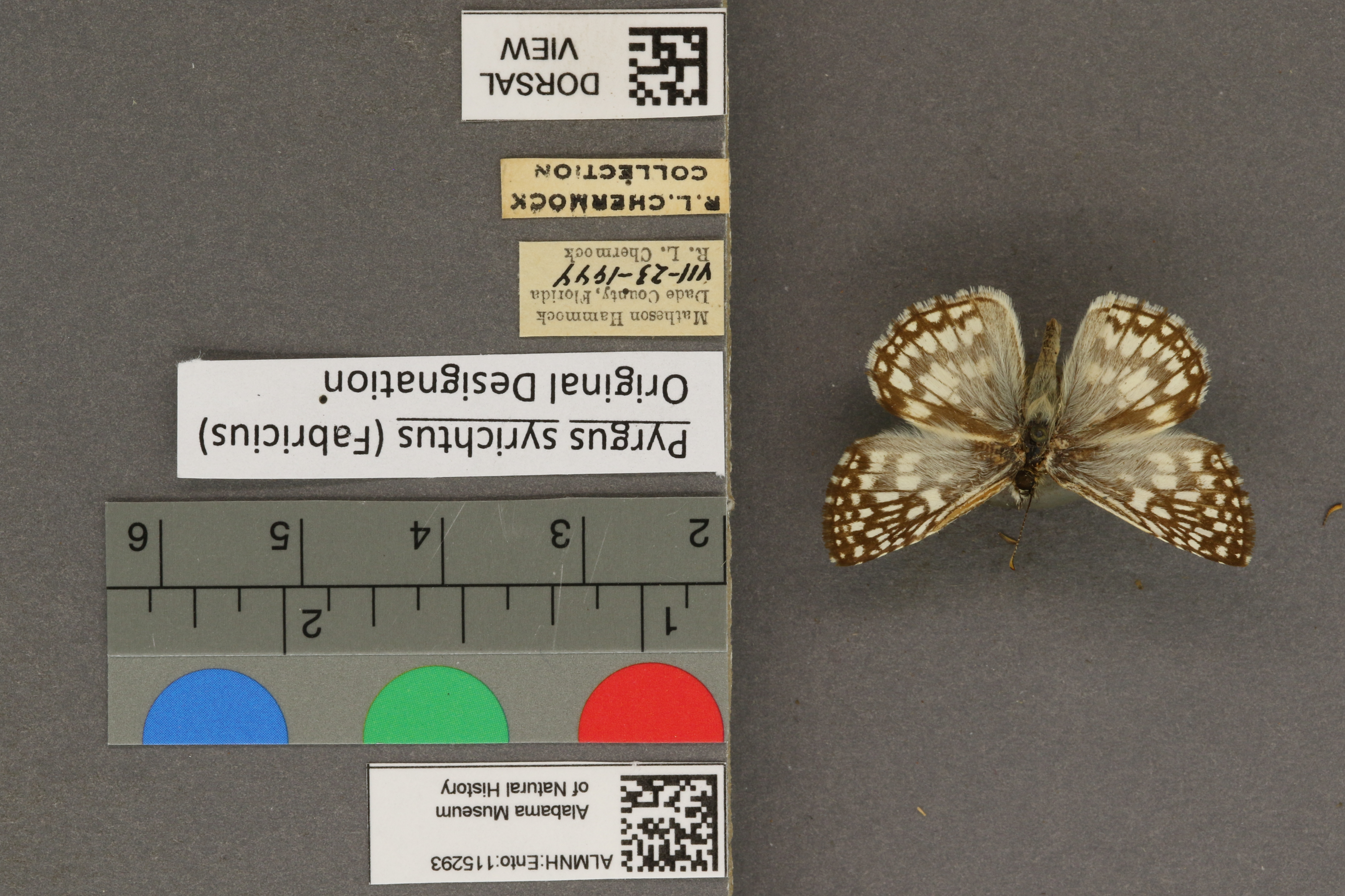 Pyrgus syrichtus