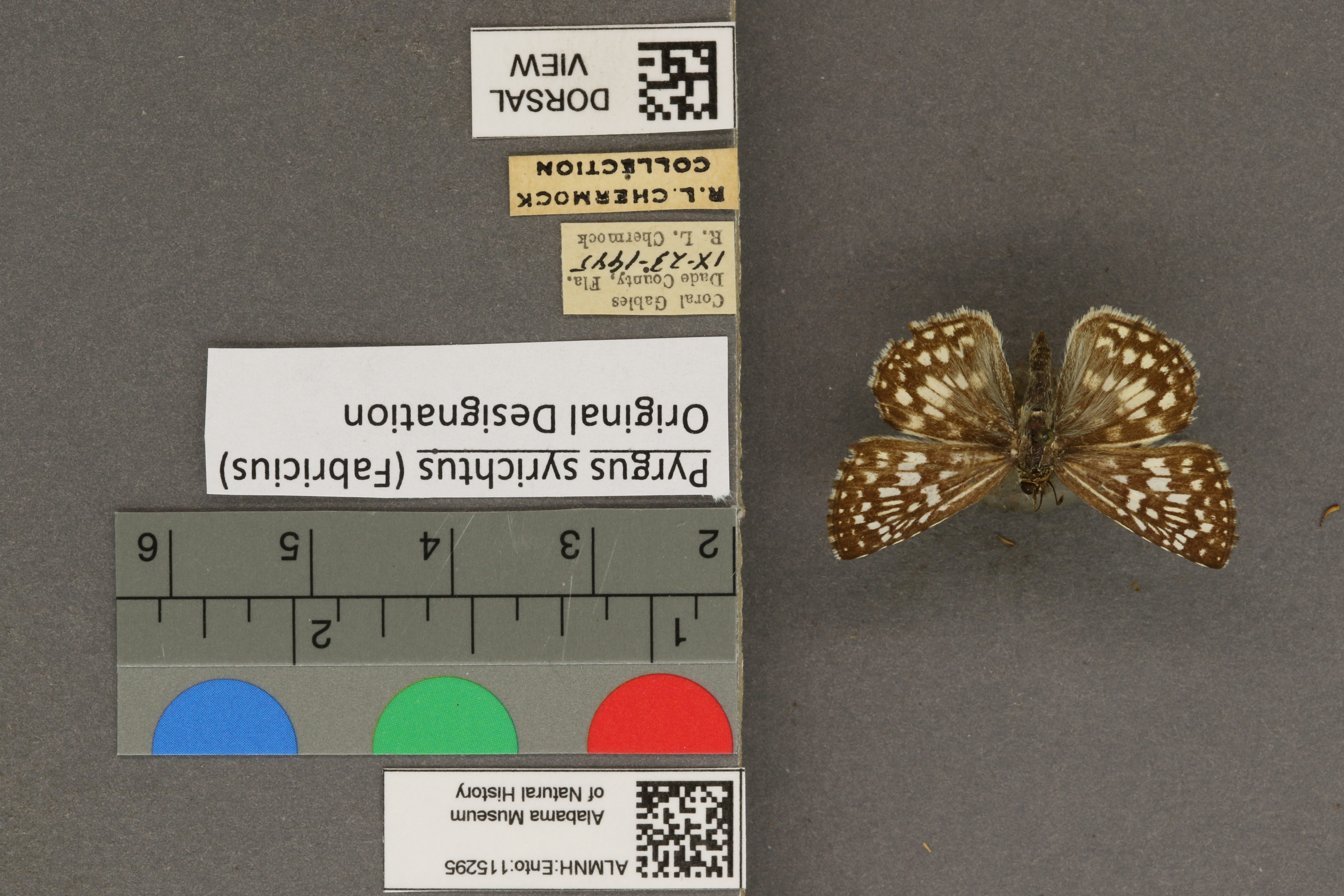 Pyrgus syrichtus
