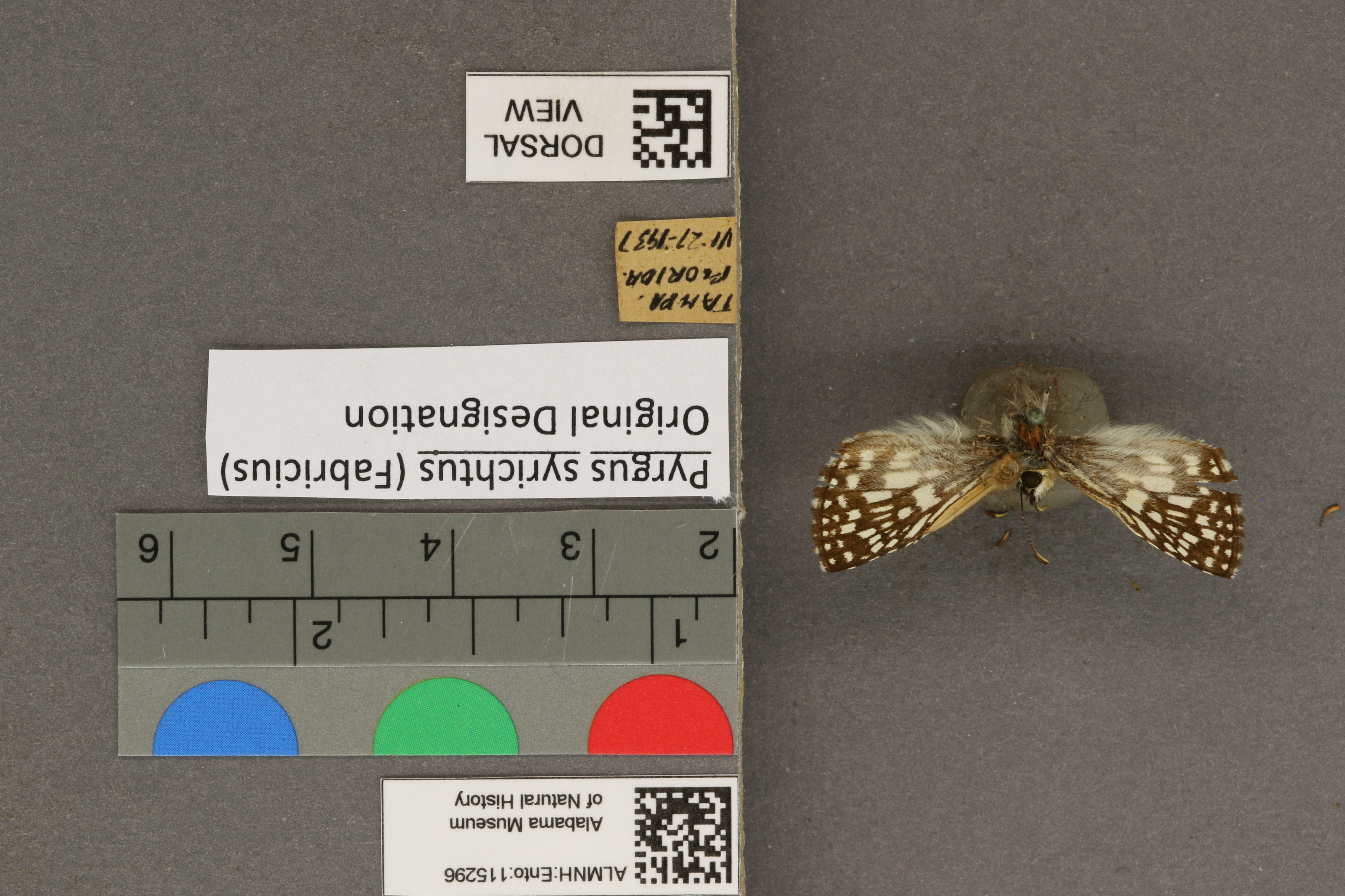 Pyrgus syrichtus