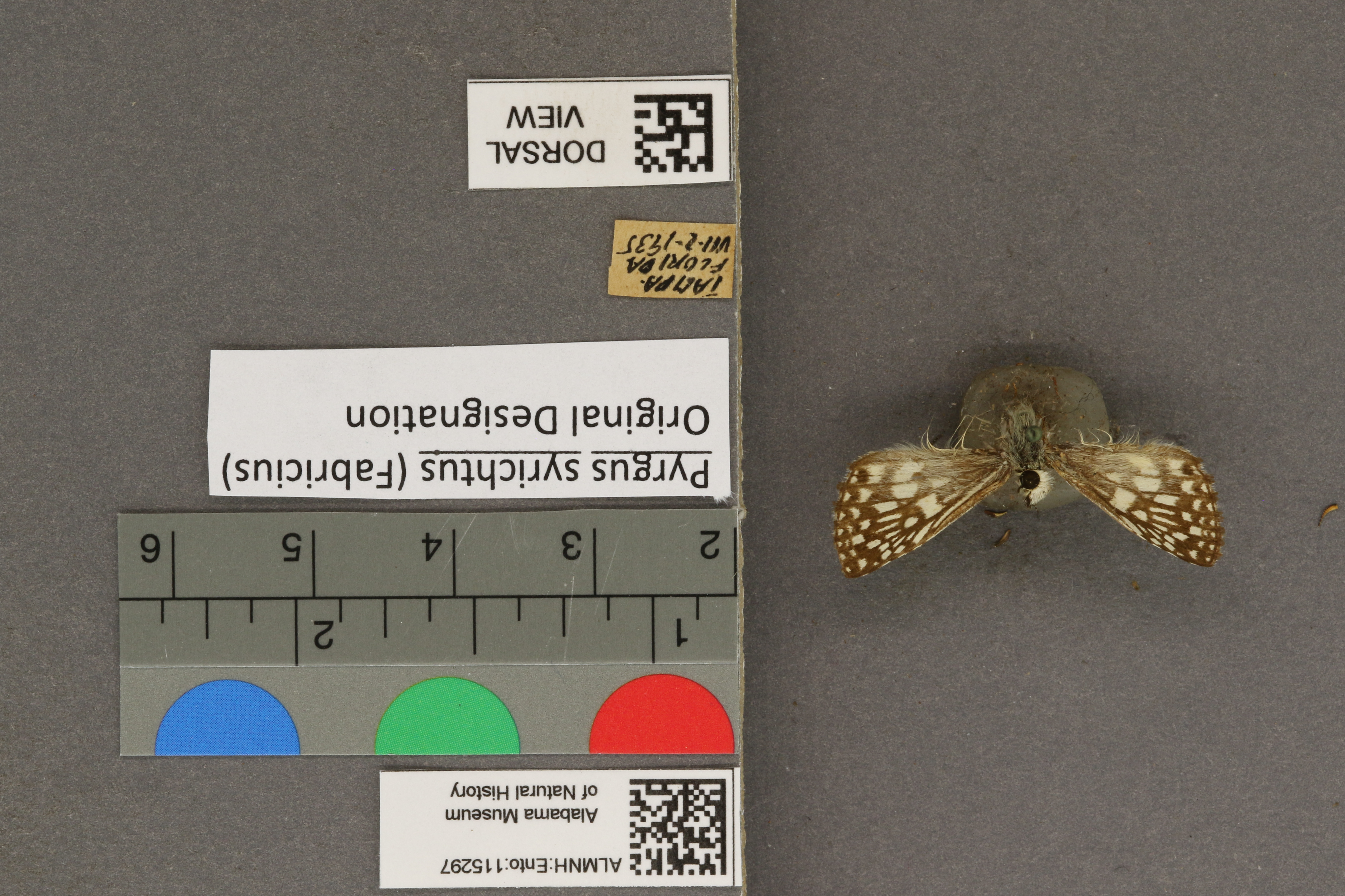 Pyrgus syrichtus