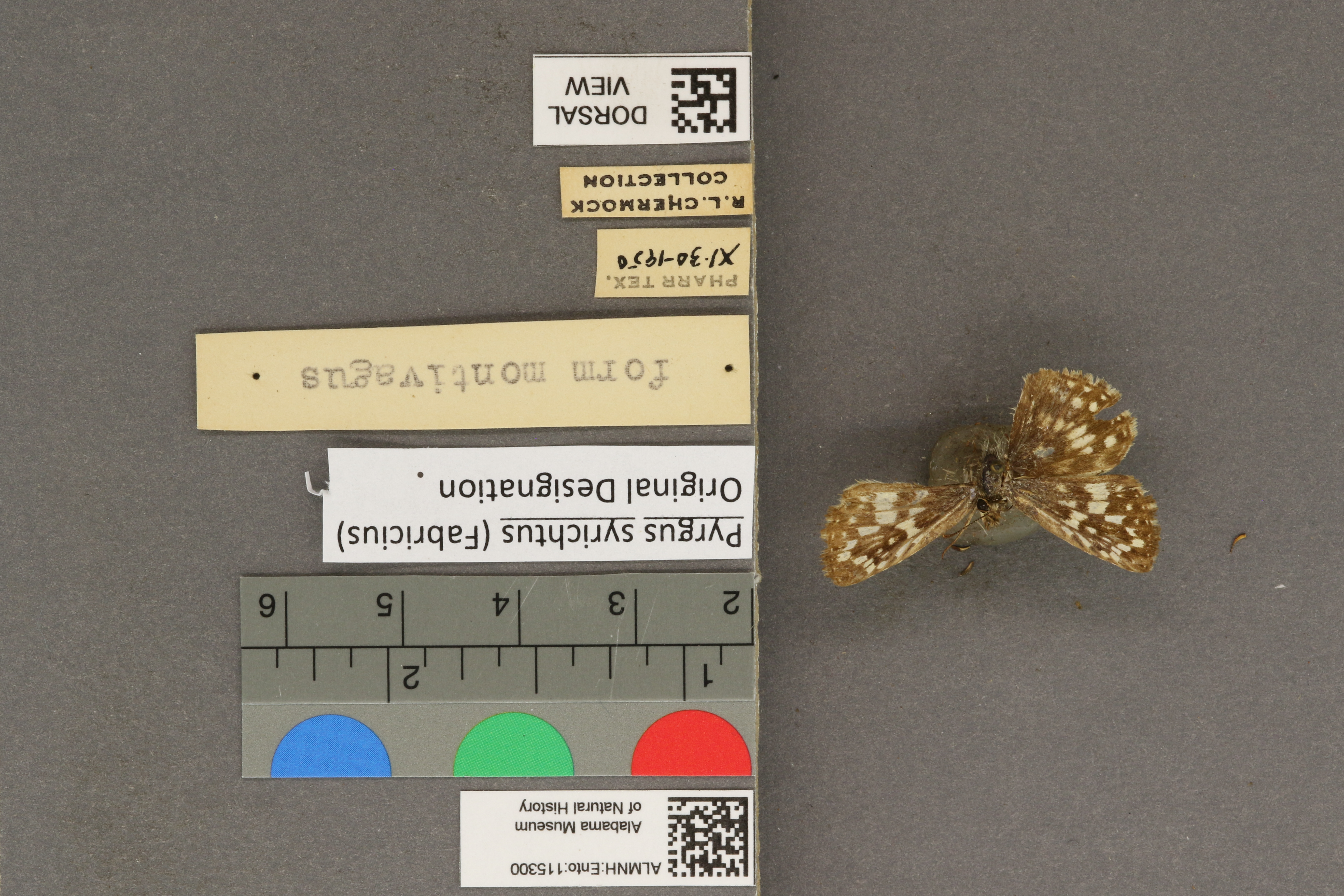 Pyrgus syrichtus