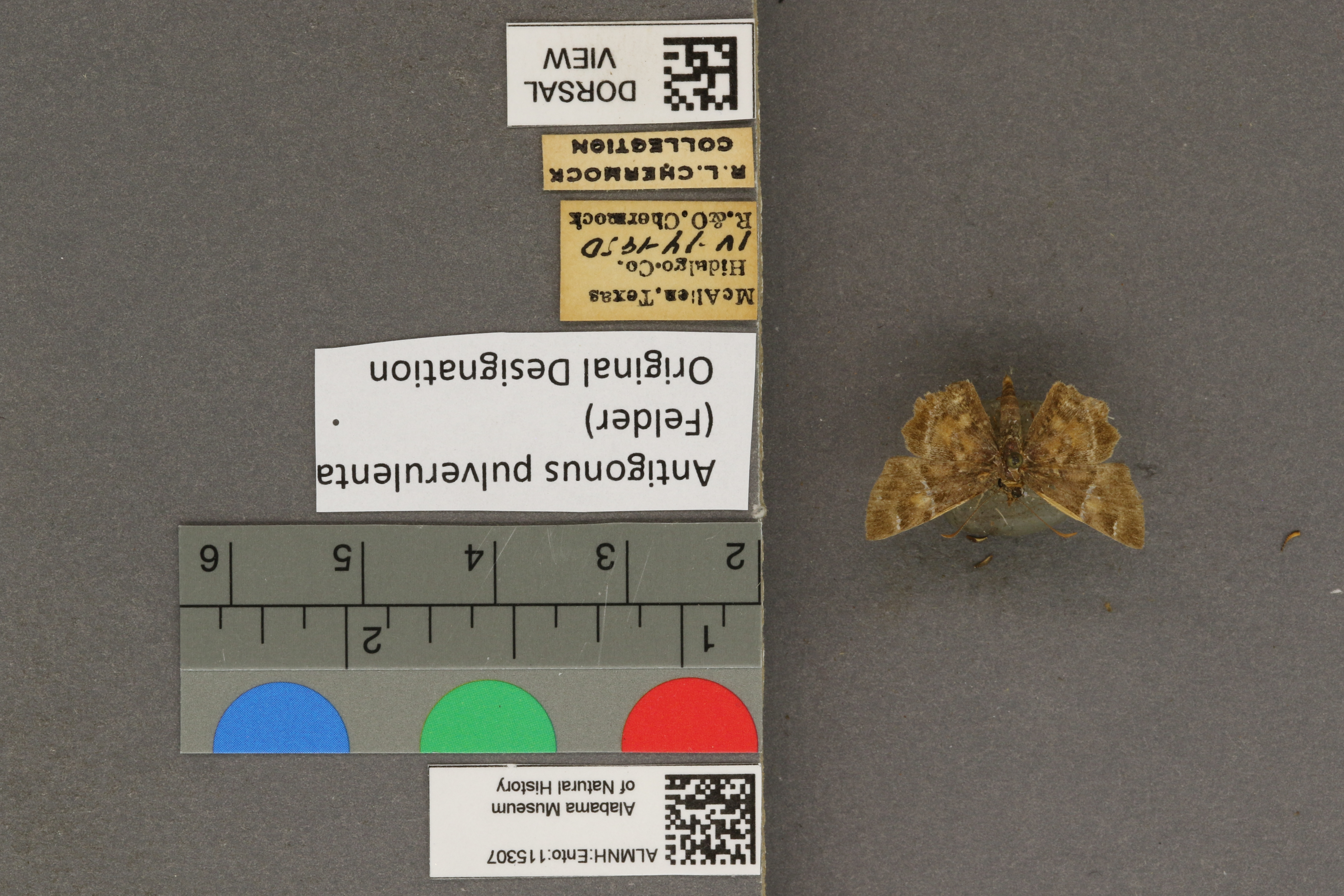 Systasea pulverulenta