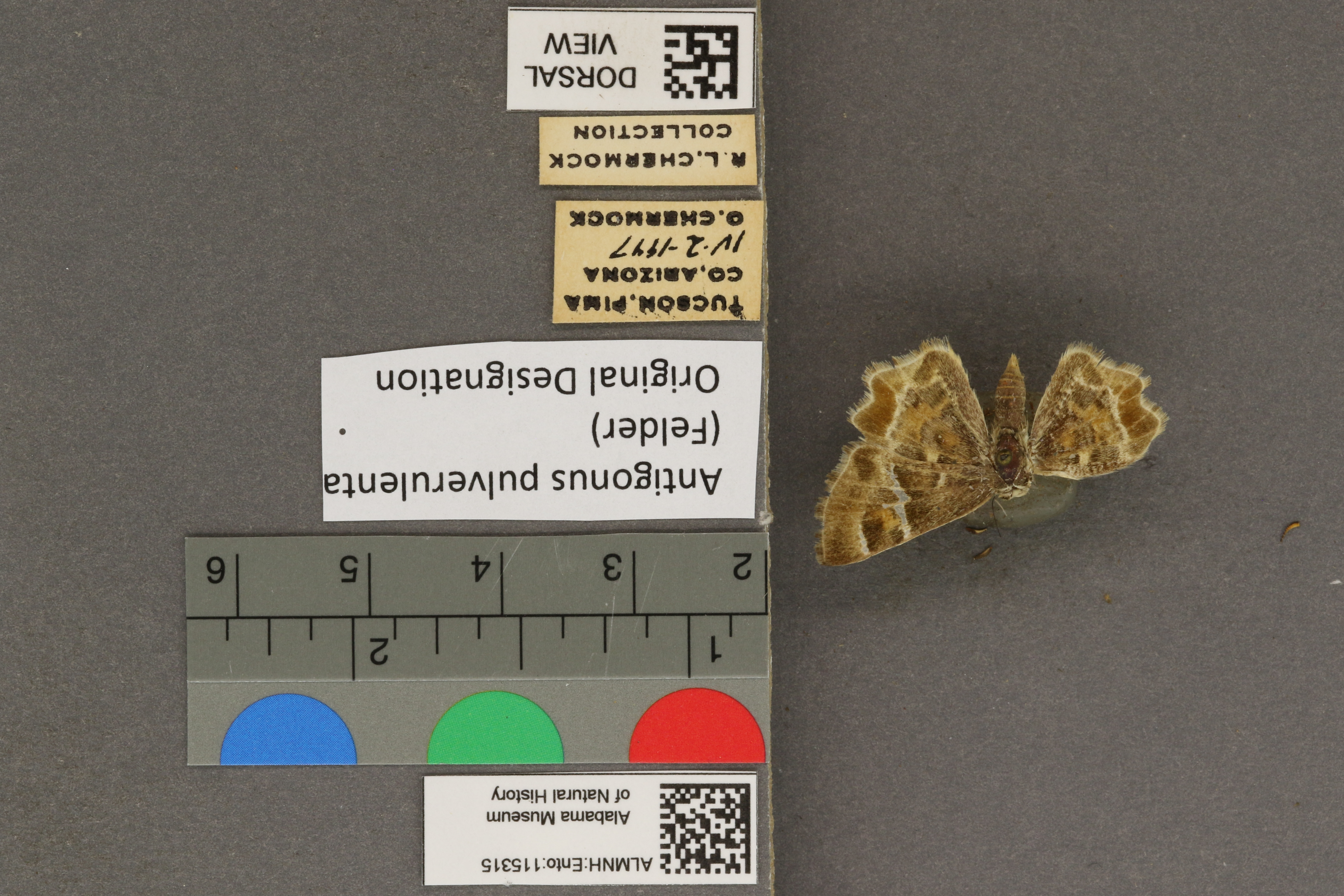 Systasea pulverulenta