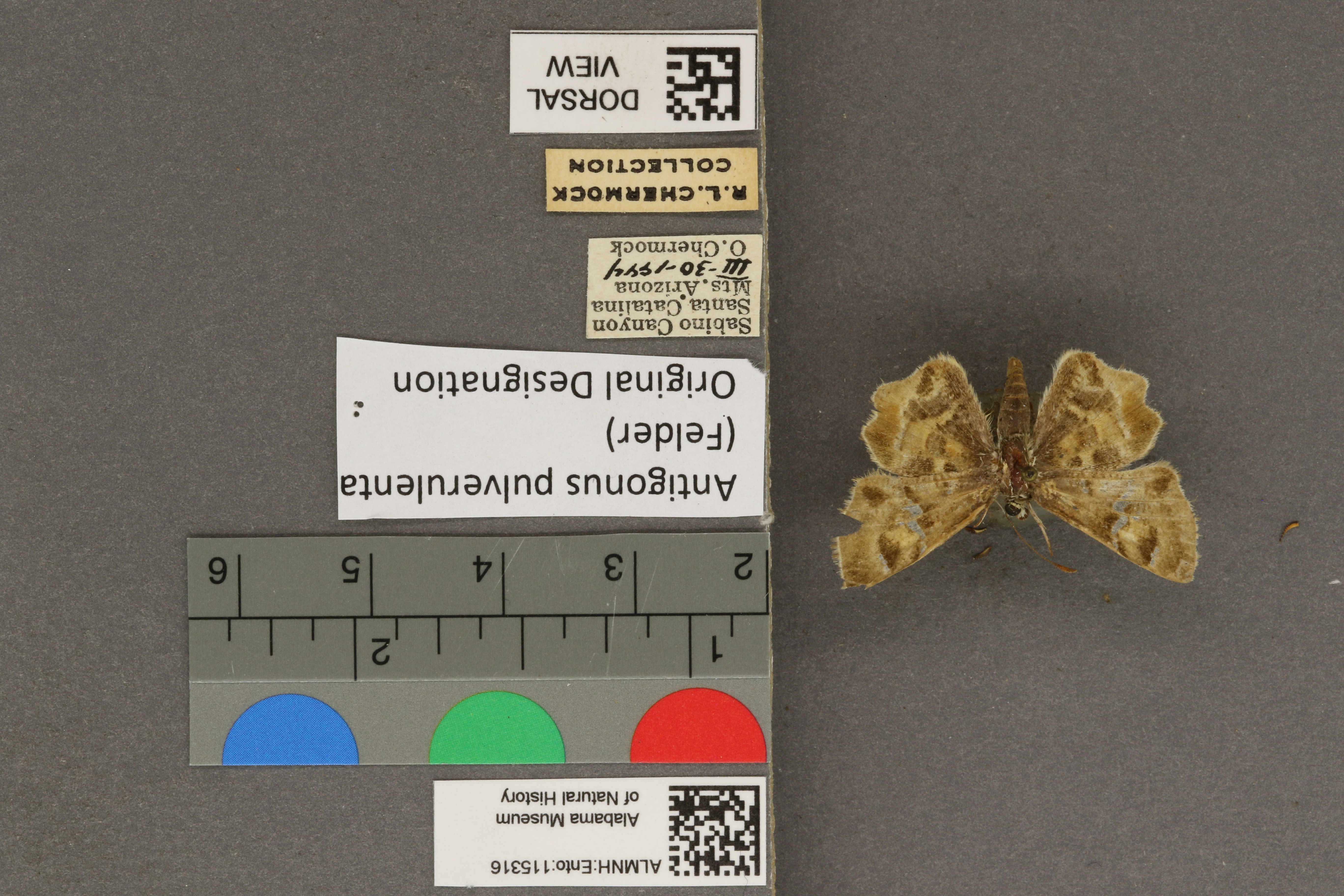 Systasea pulverulenta