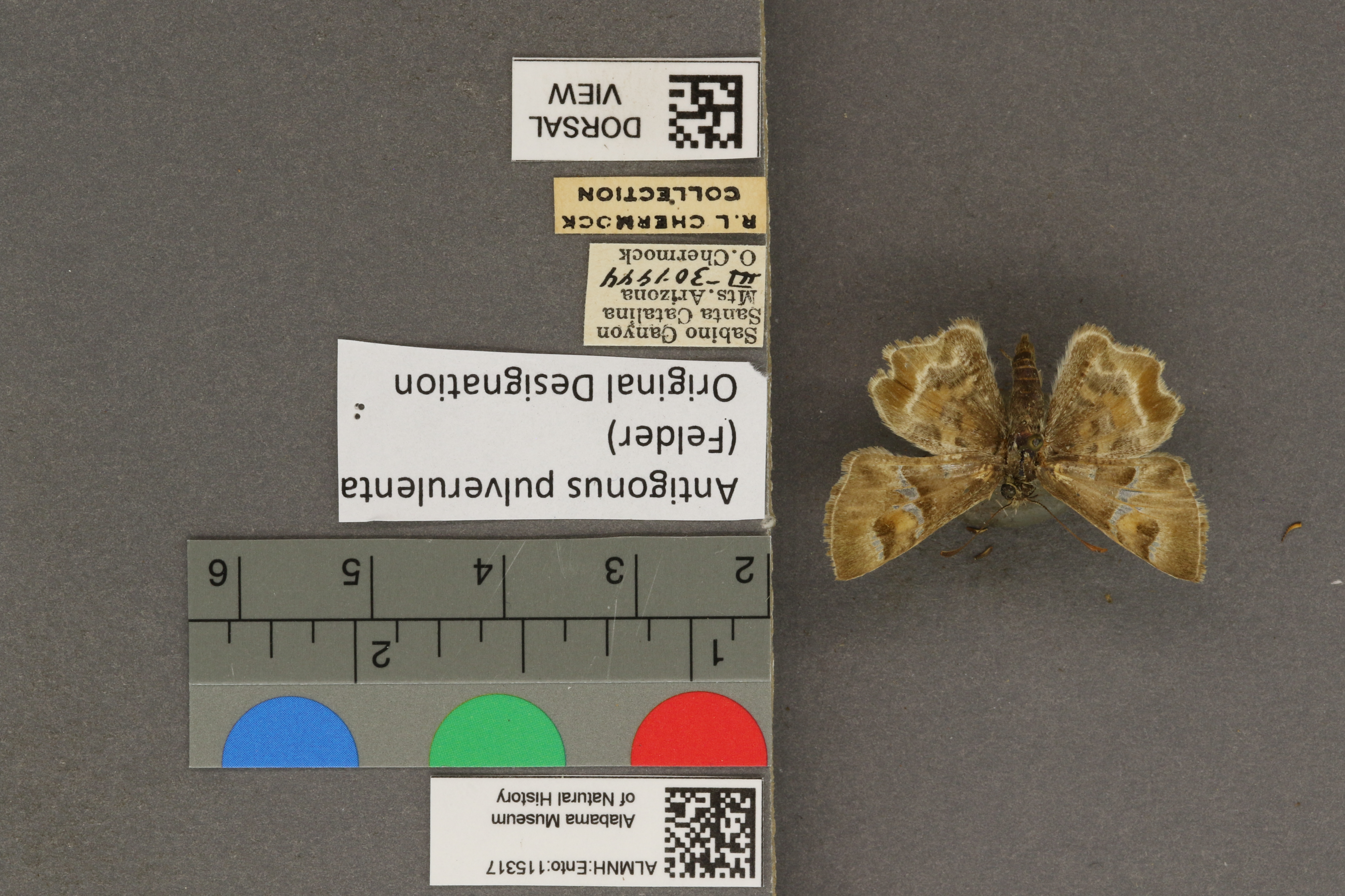 Systasea pulverulenta