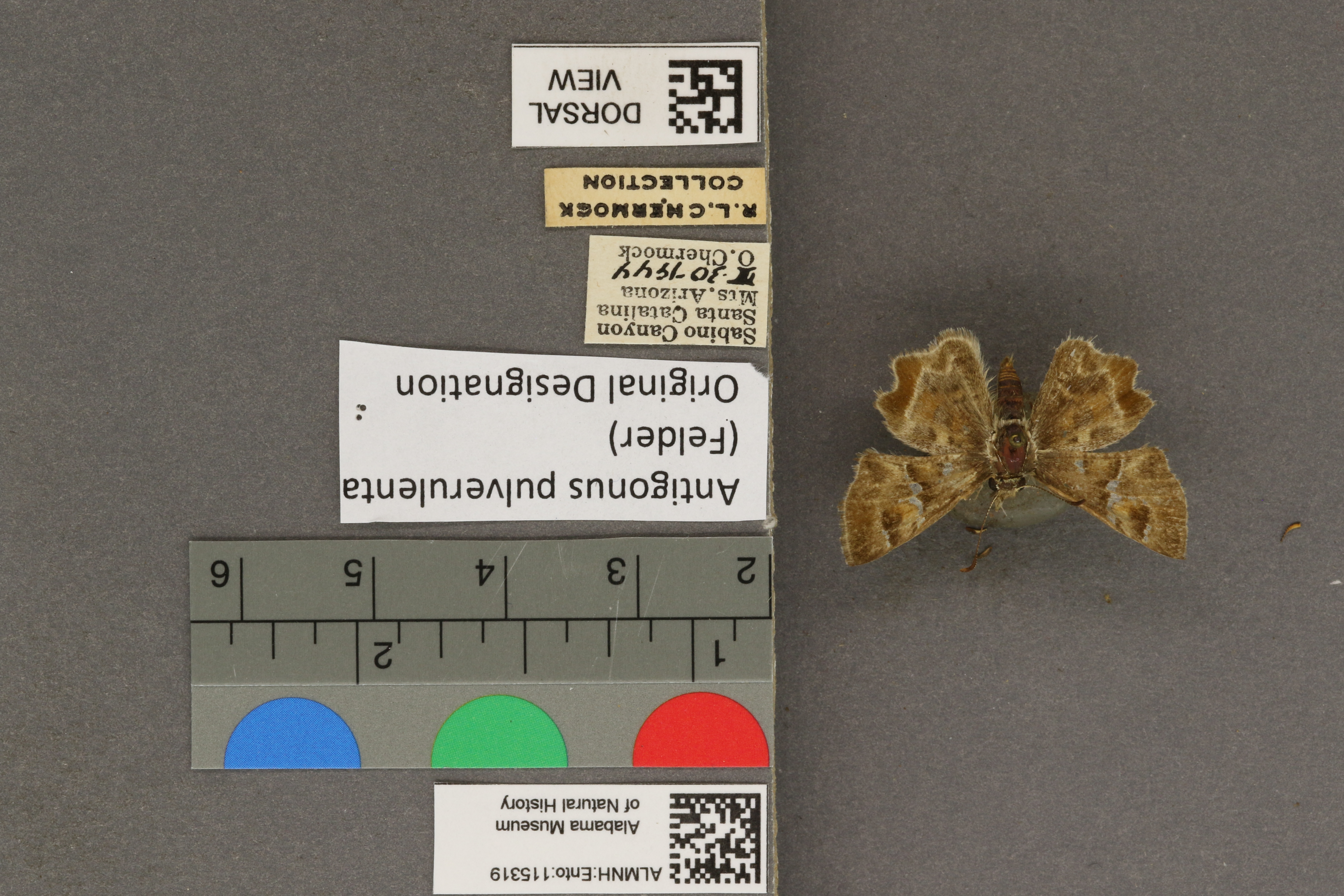 Systasea pulverulenta