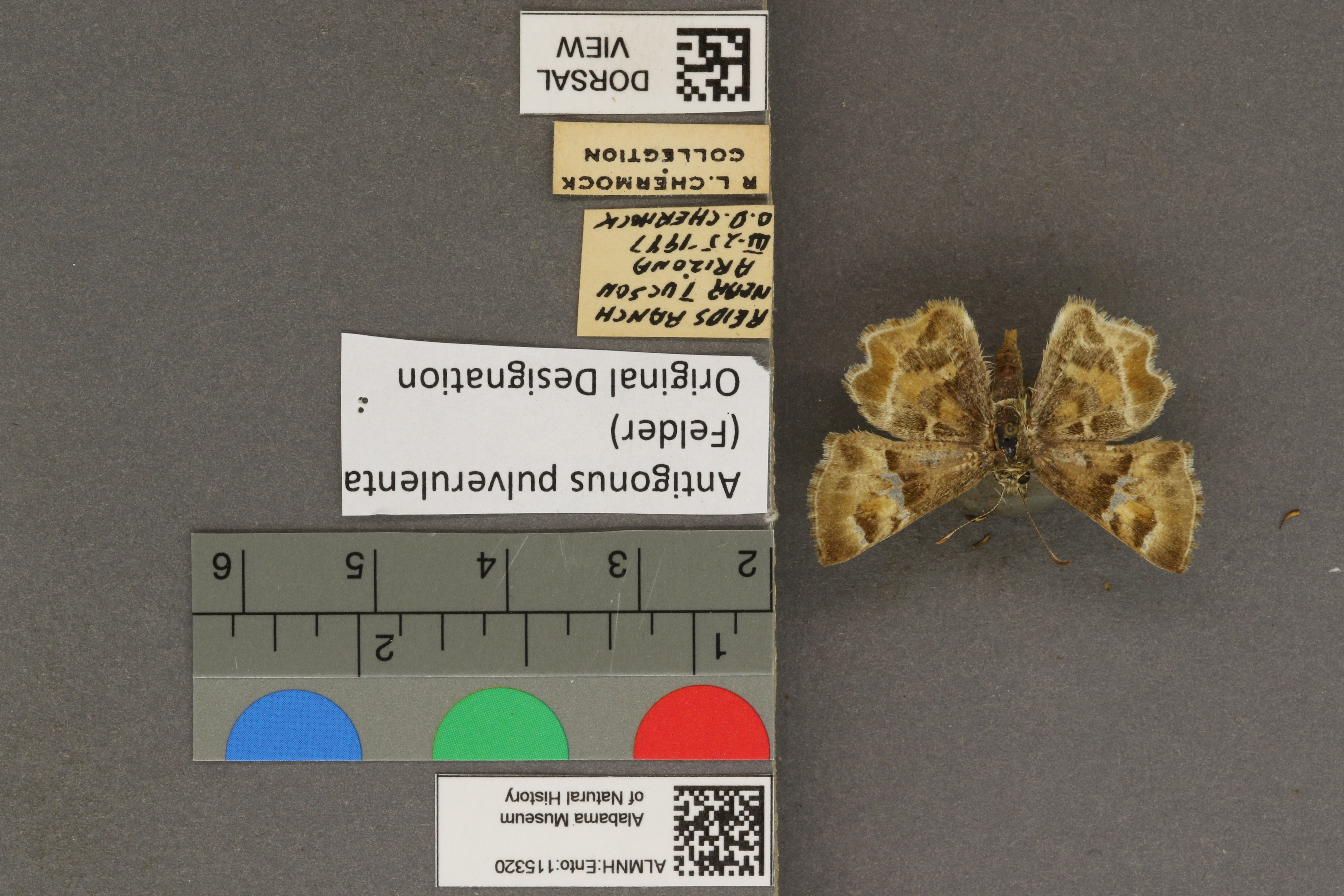 Systasea pulverulenta