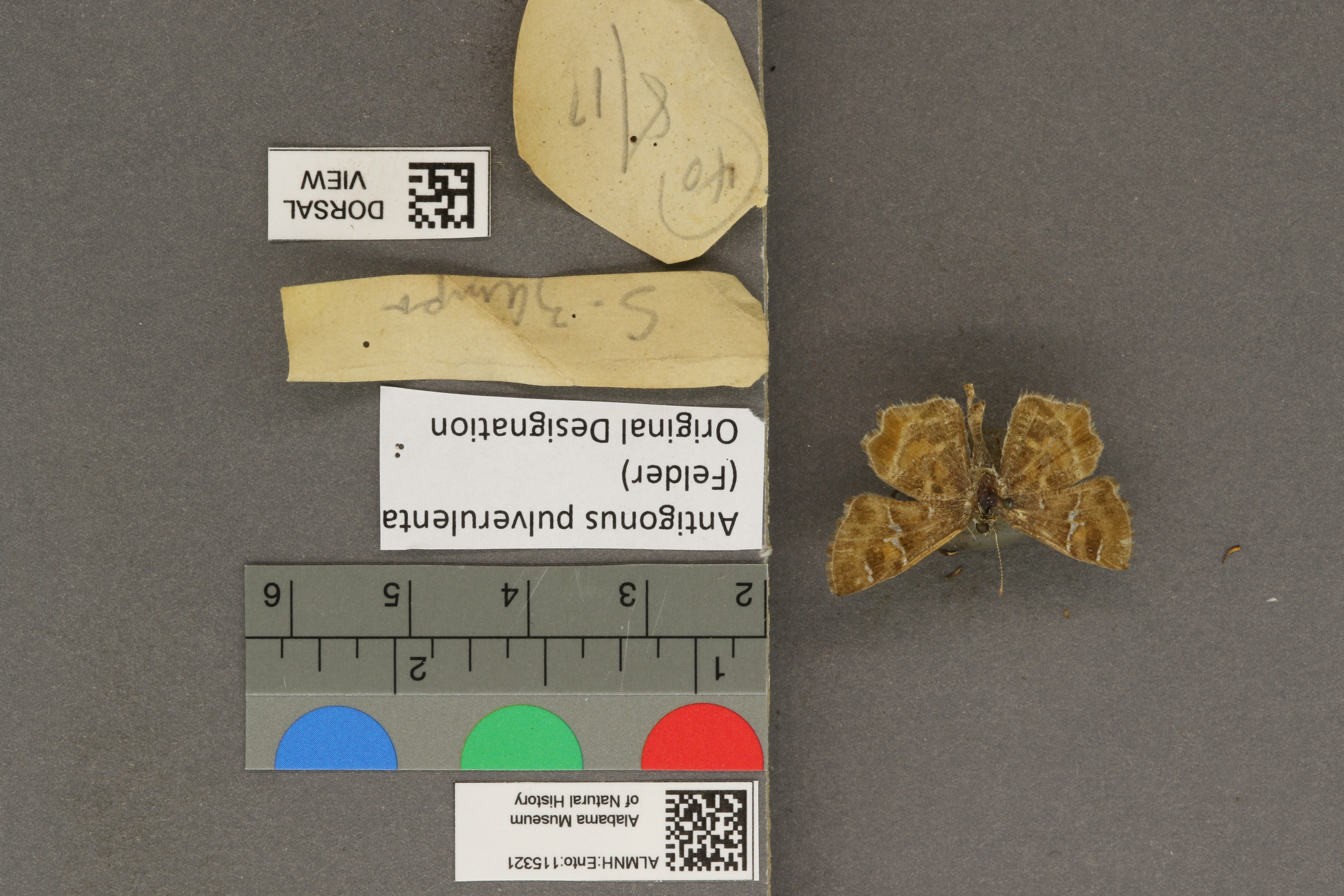 Systasea pulverulenta