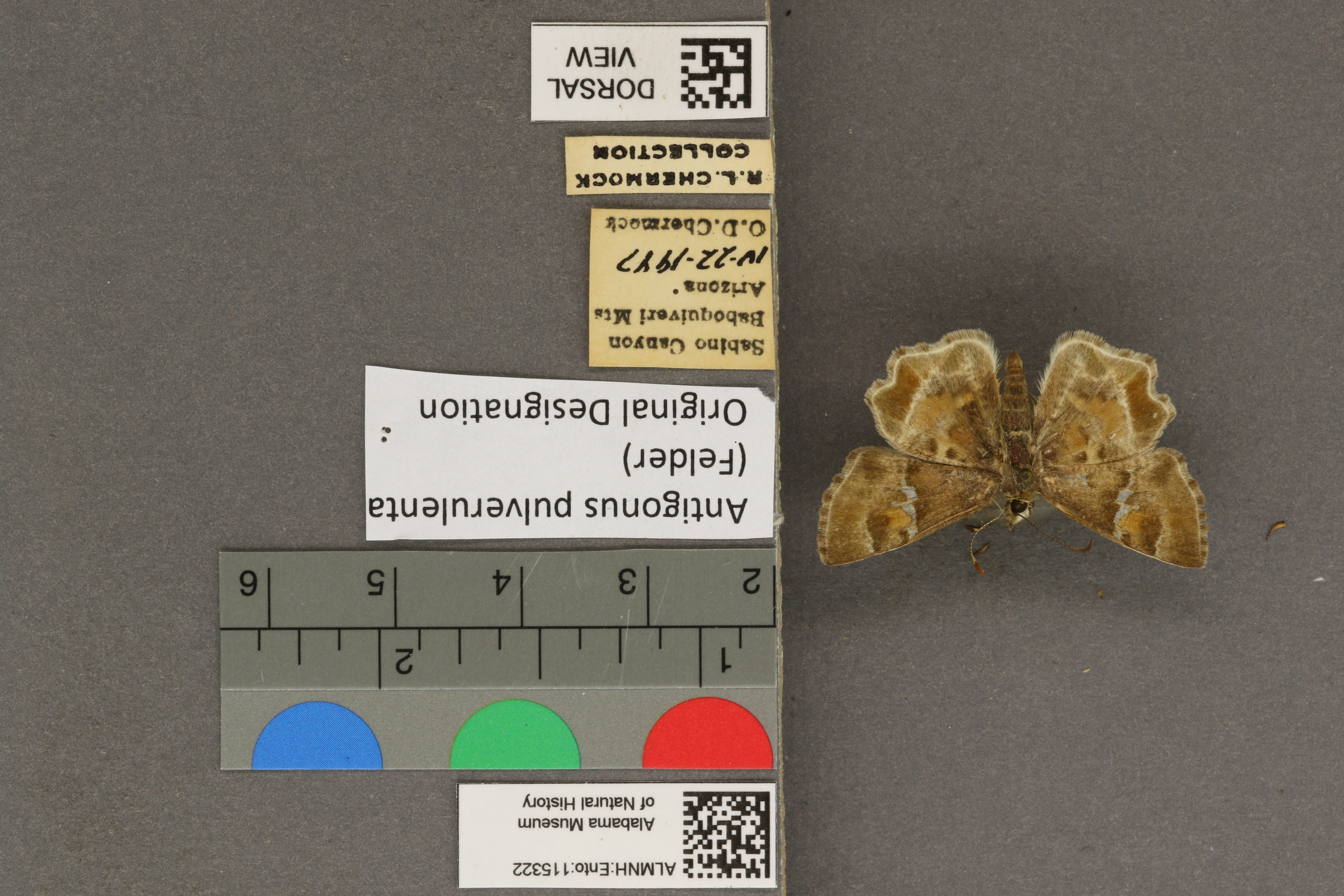 Systasea pulverulenta