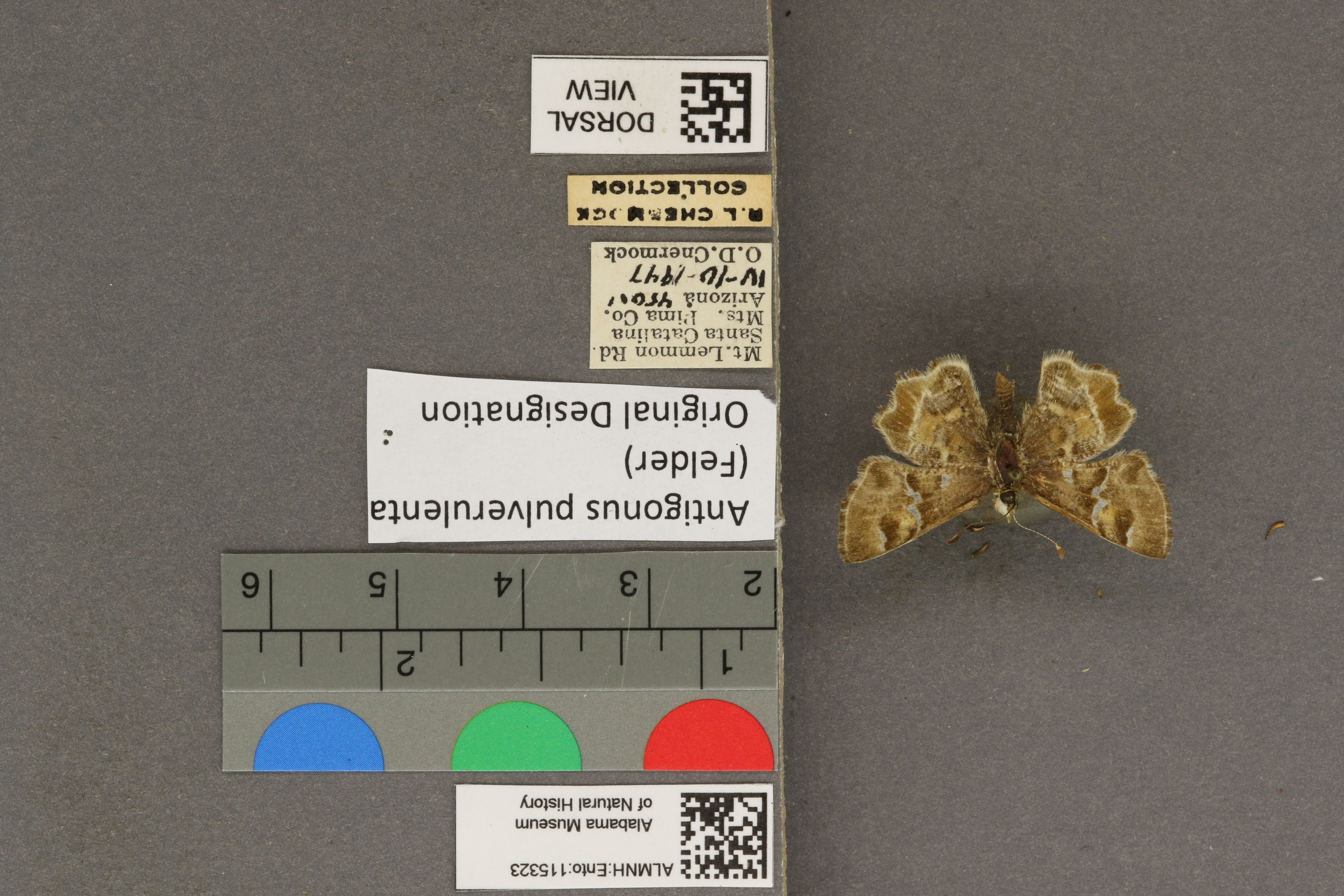 Systasea pulverulenta