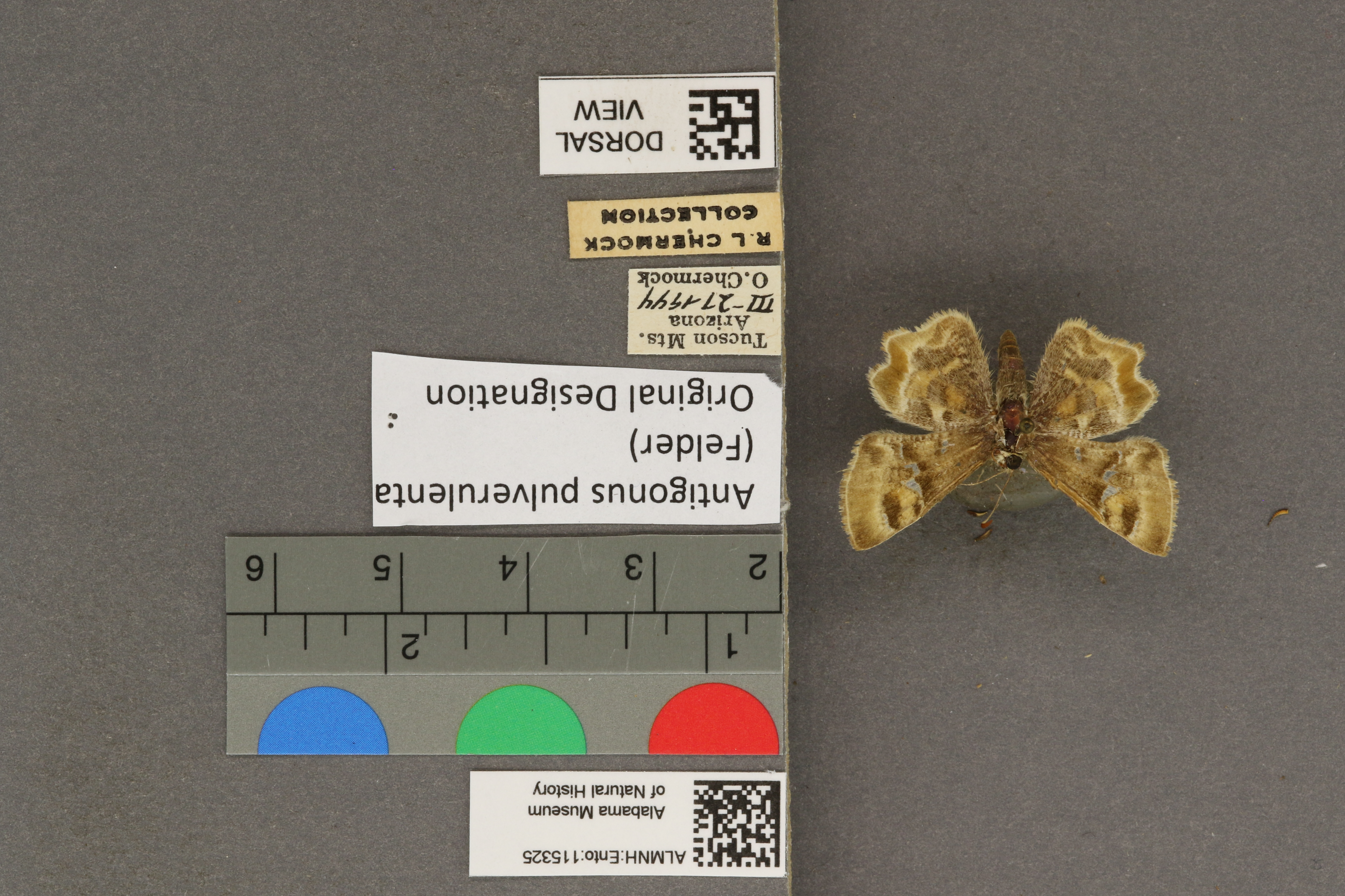 Systasea pulverulenta