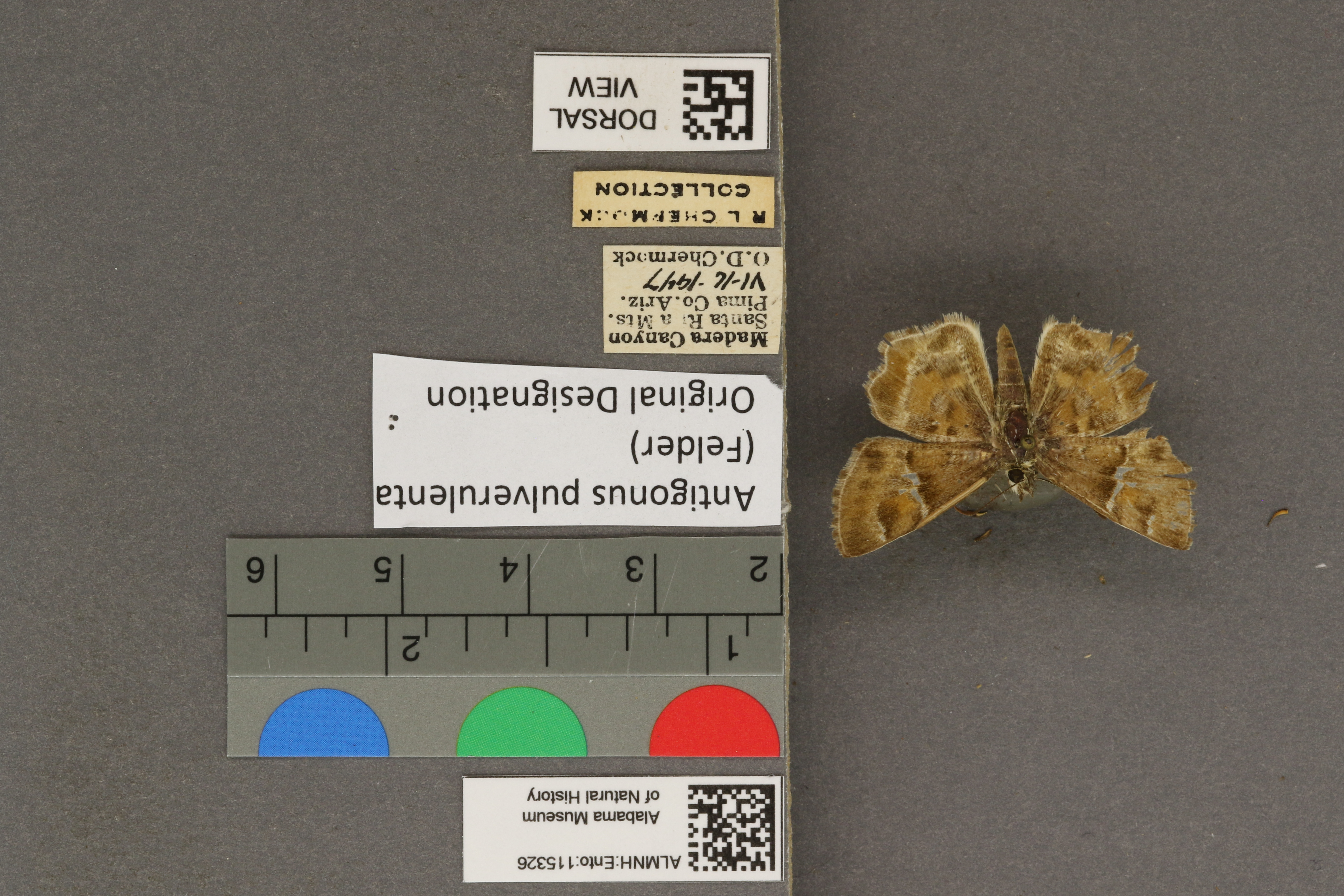 Systasea pulverulenta
