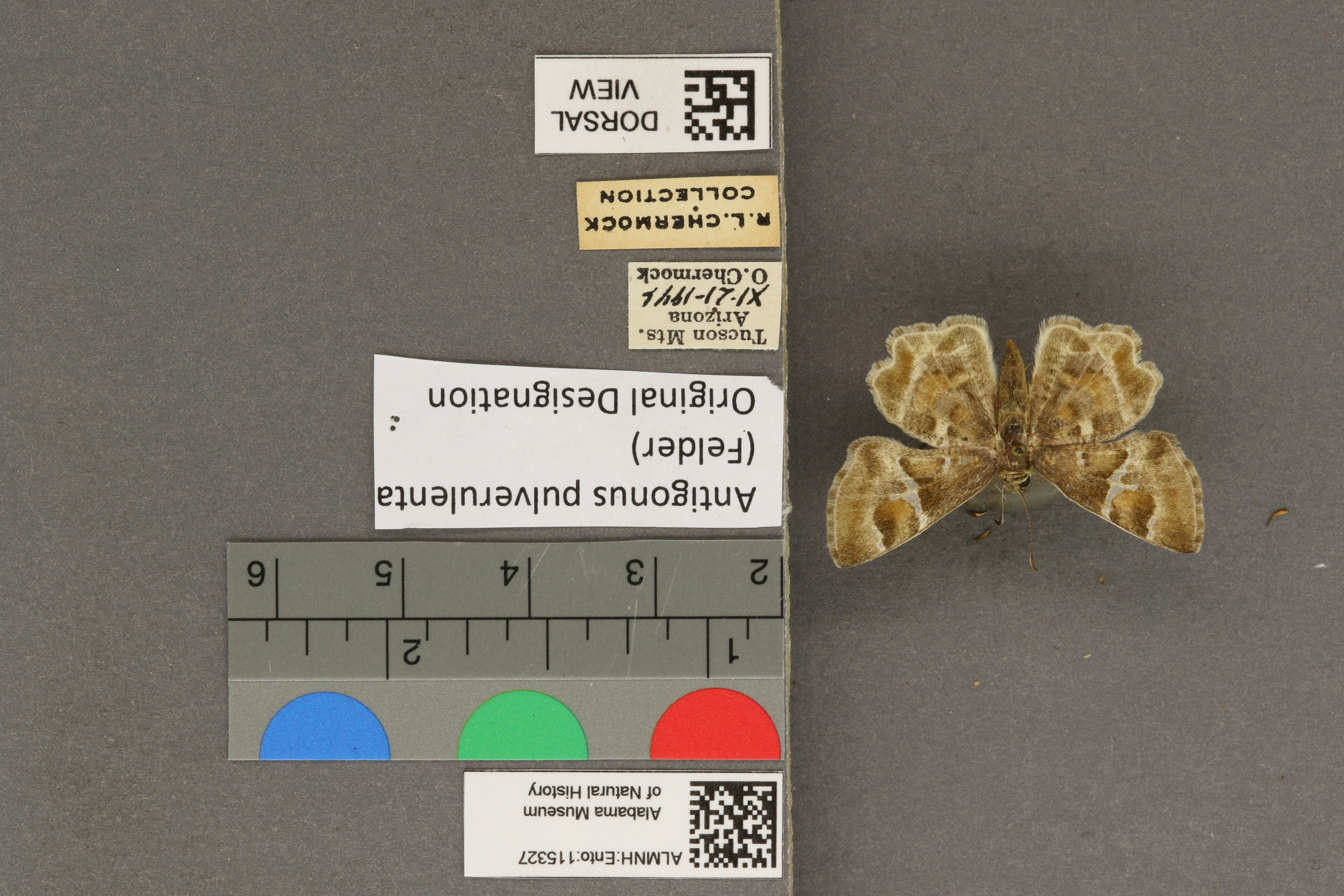 Systasea pulverulenta