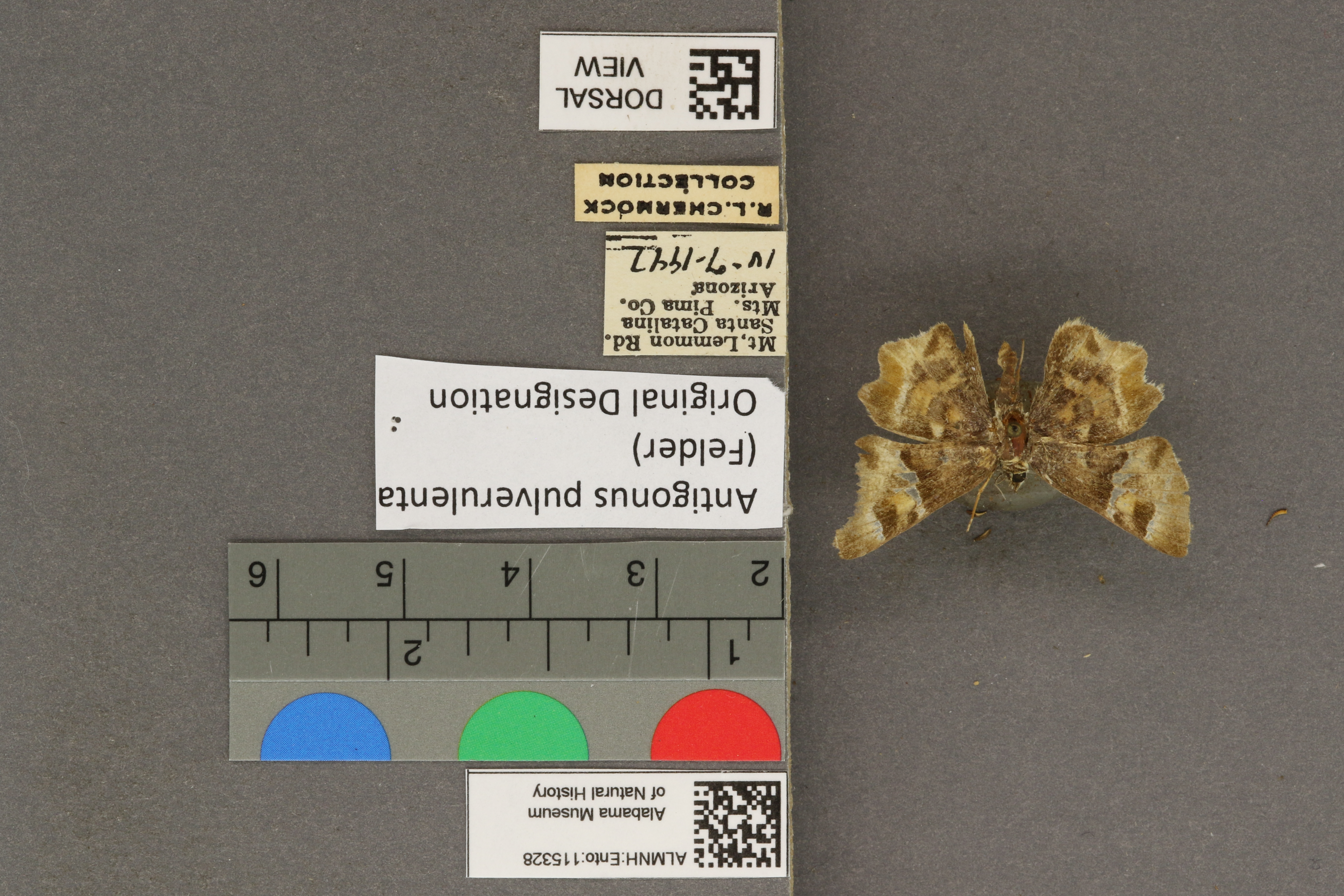 Systasea pulverulenta