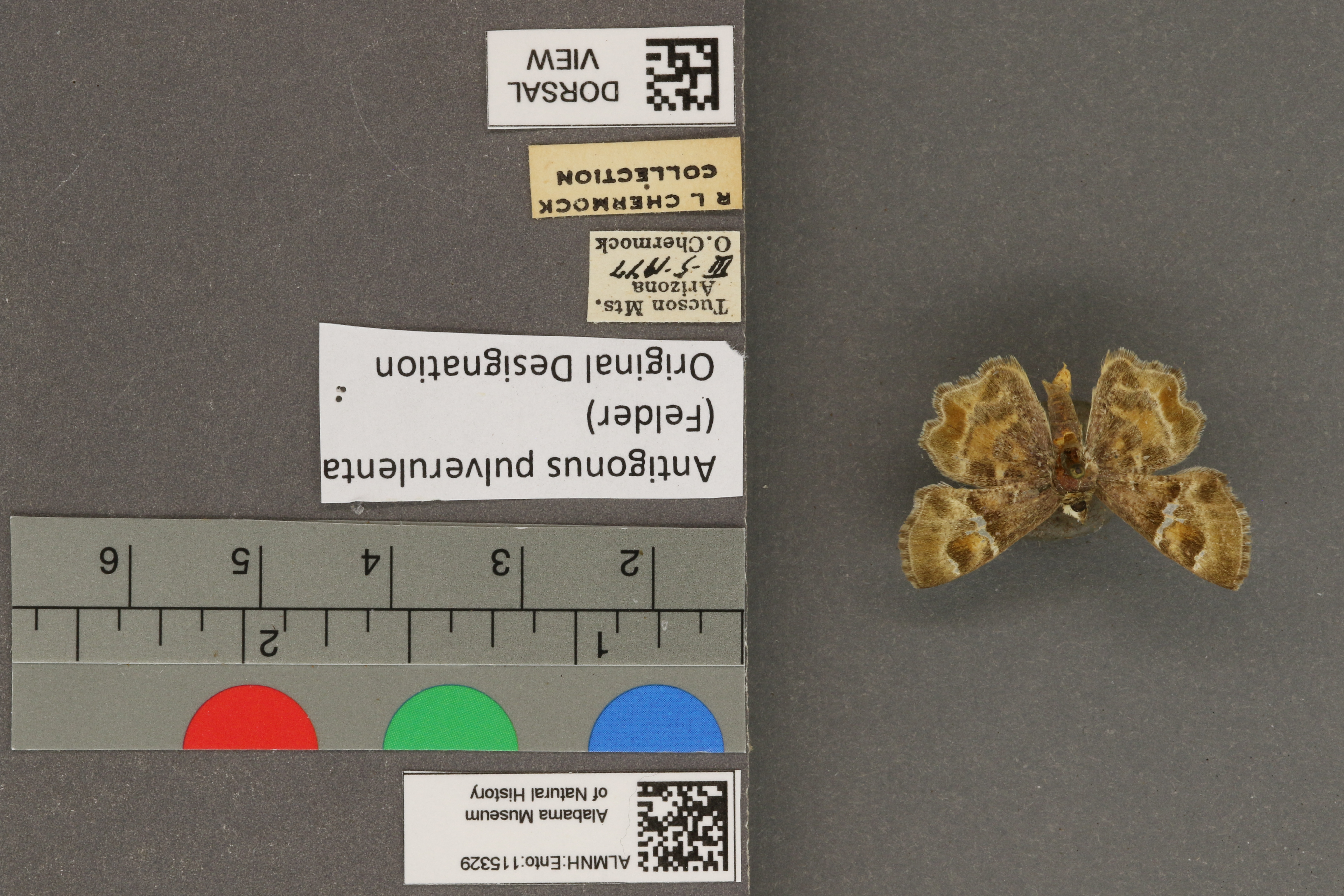 Systasea pulverulenta