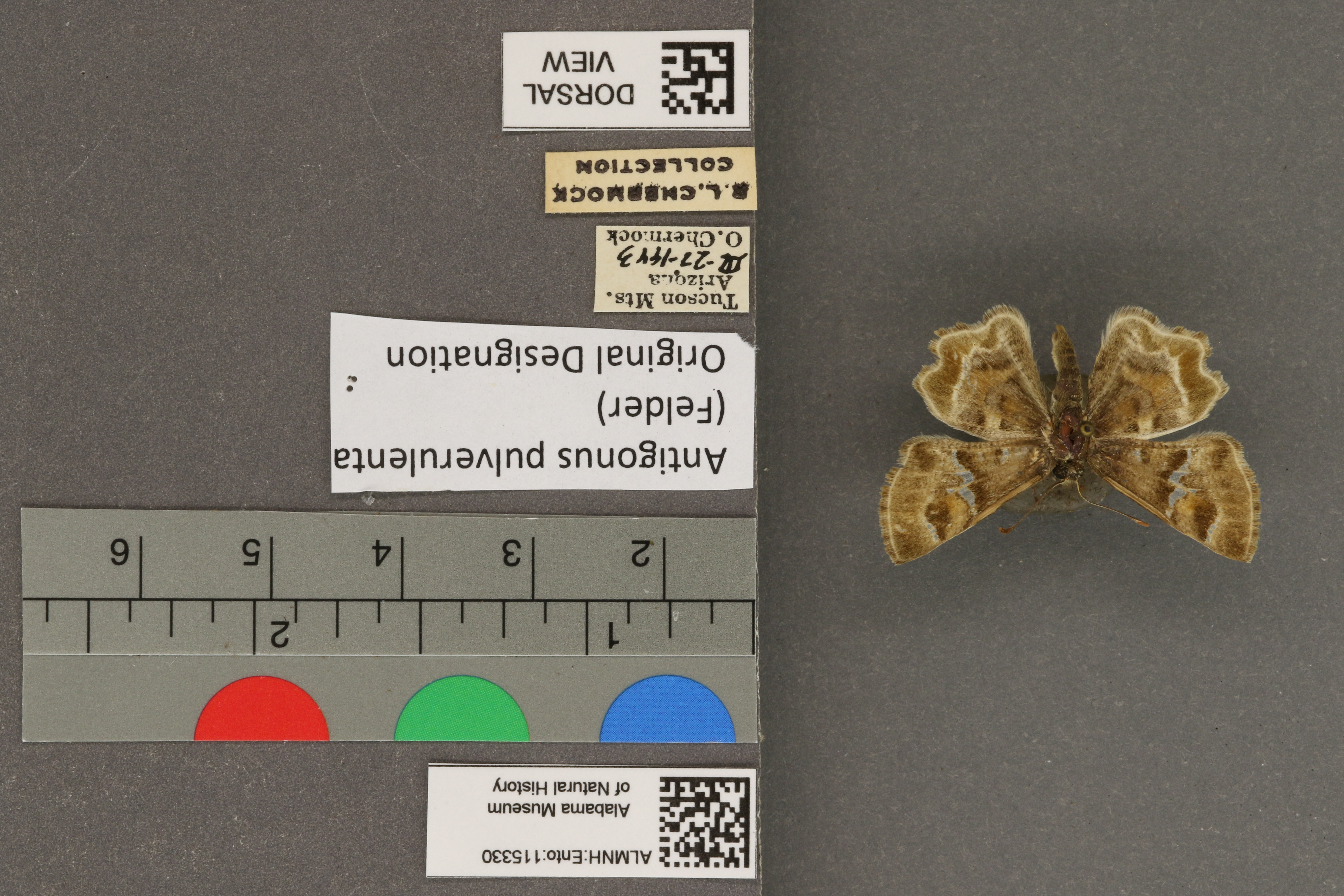 Systasea pulverulenta