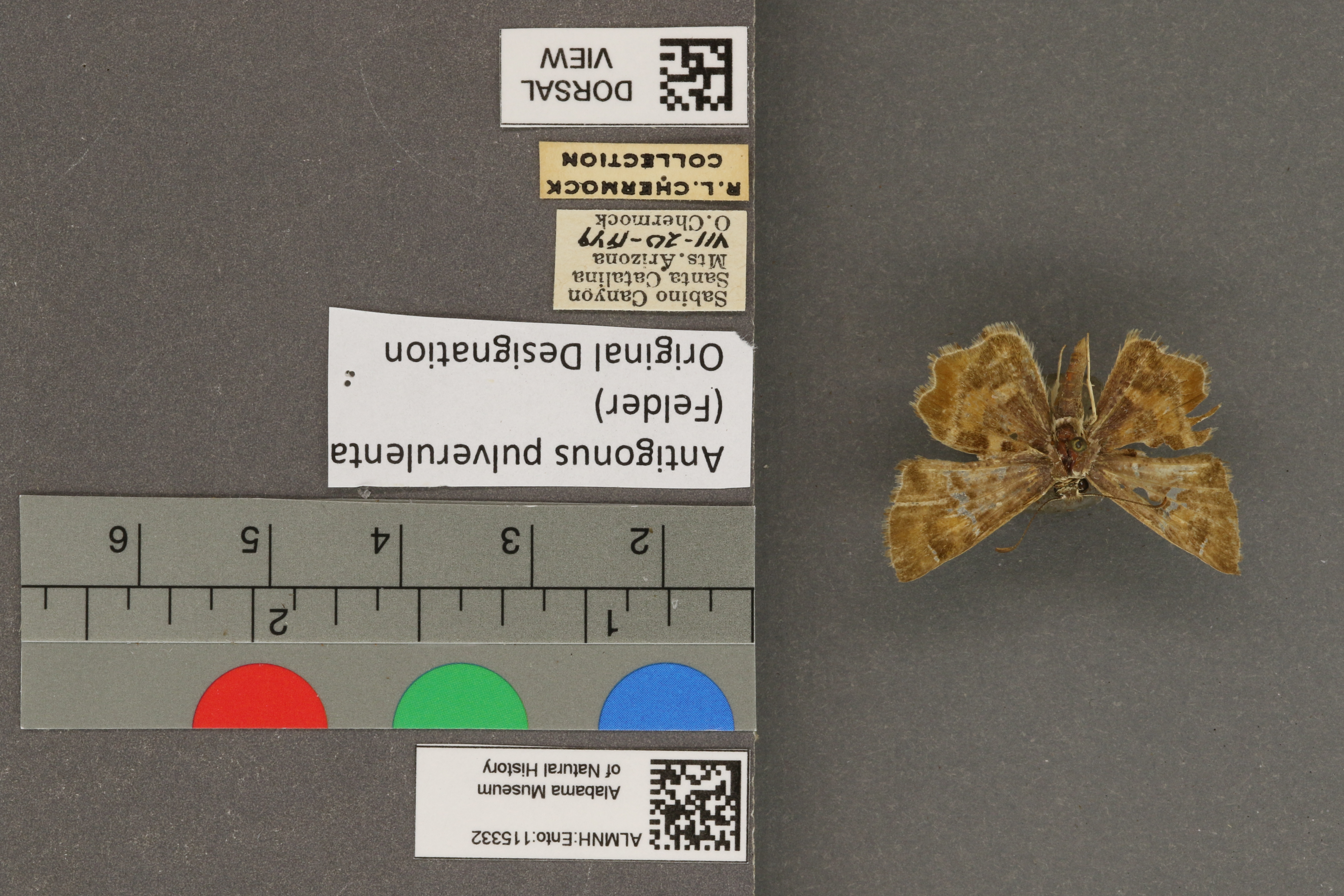 Systasea pulverulenta