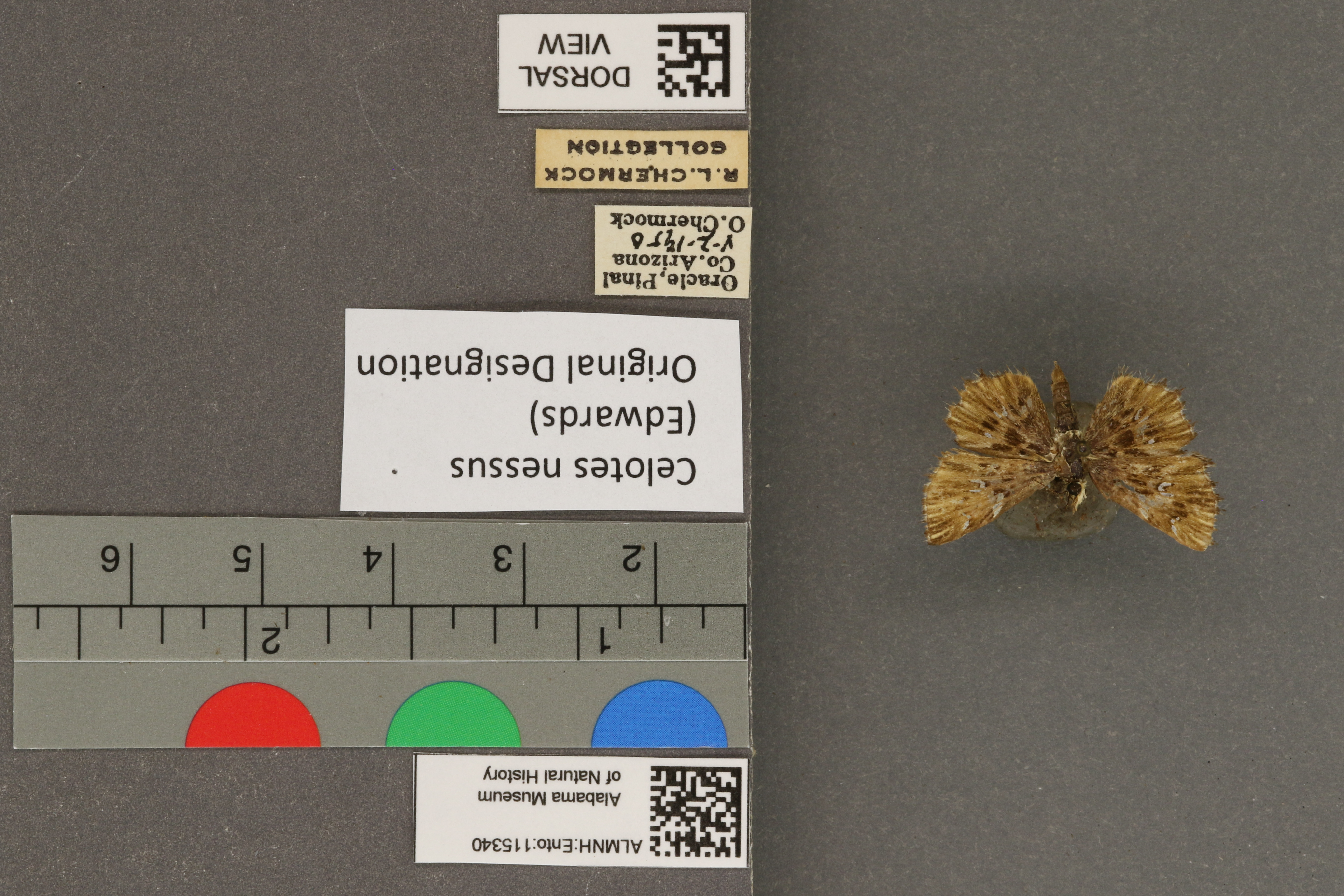 Specimen media