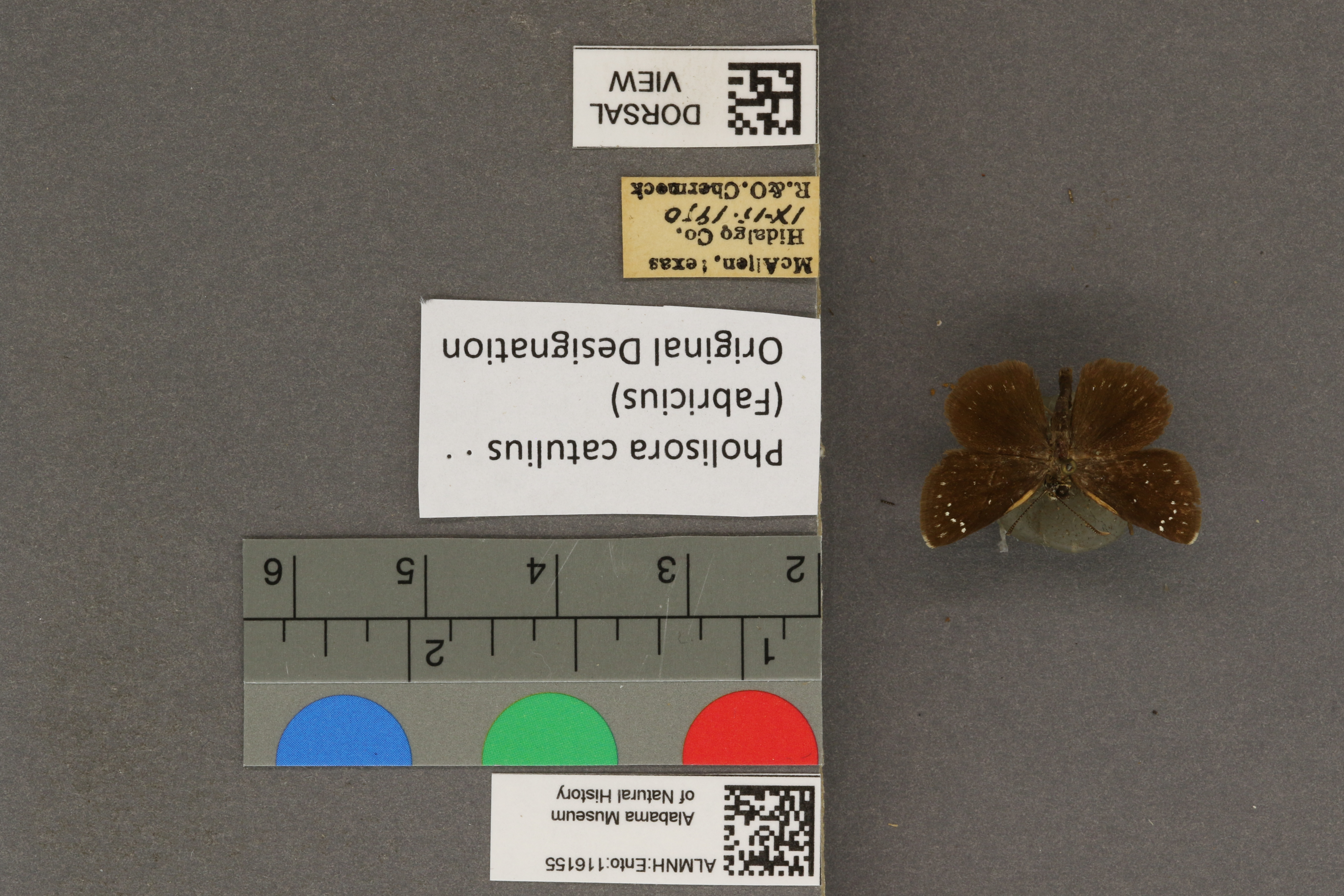 Specimen media