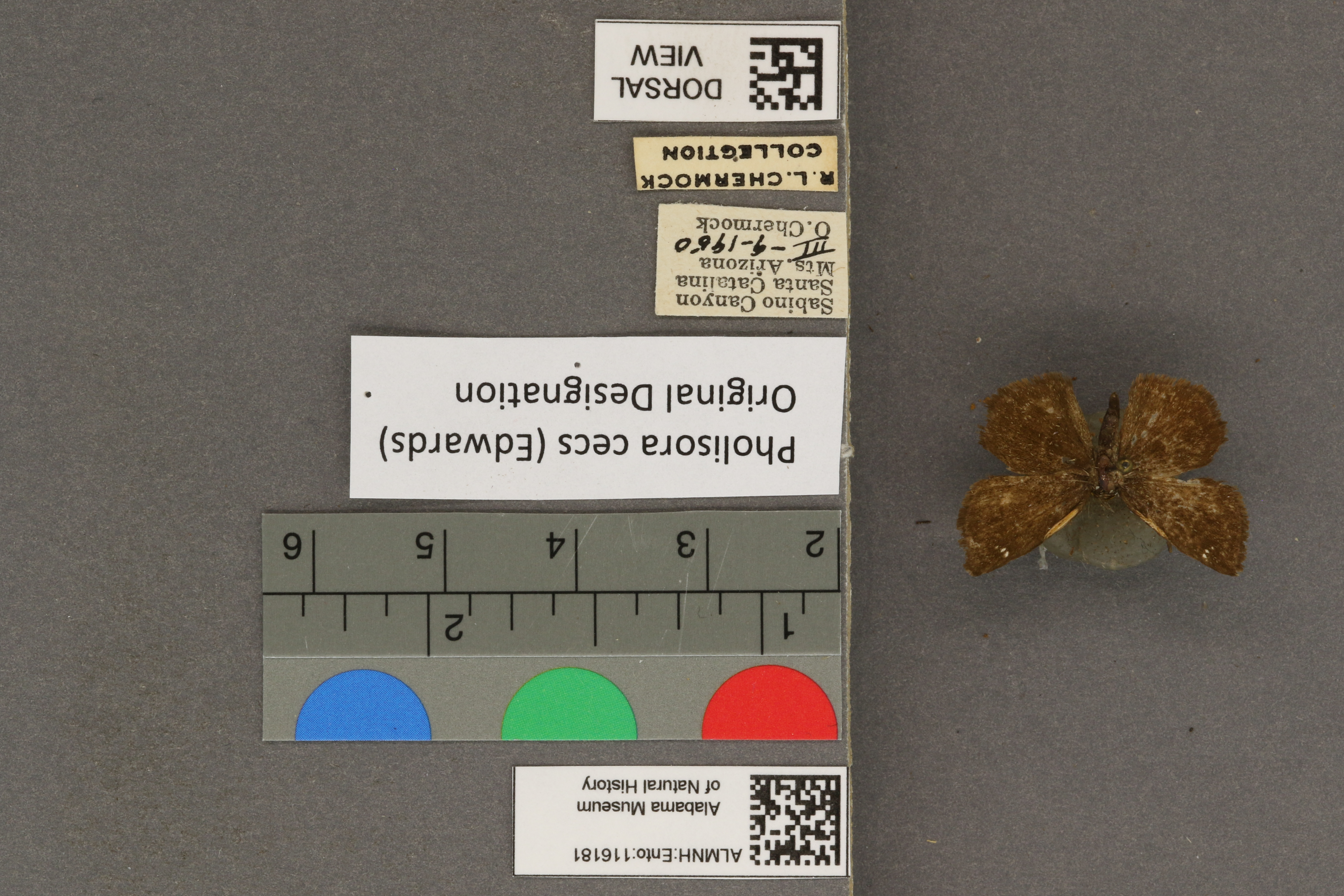 Specimen media