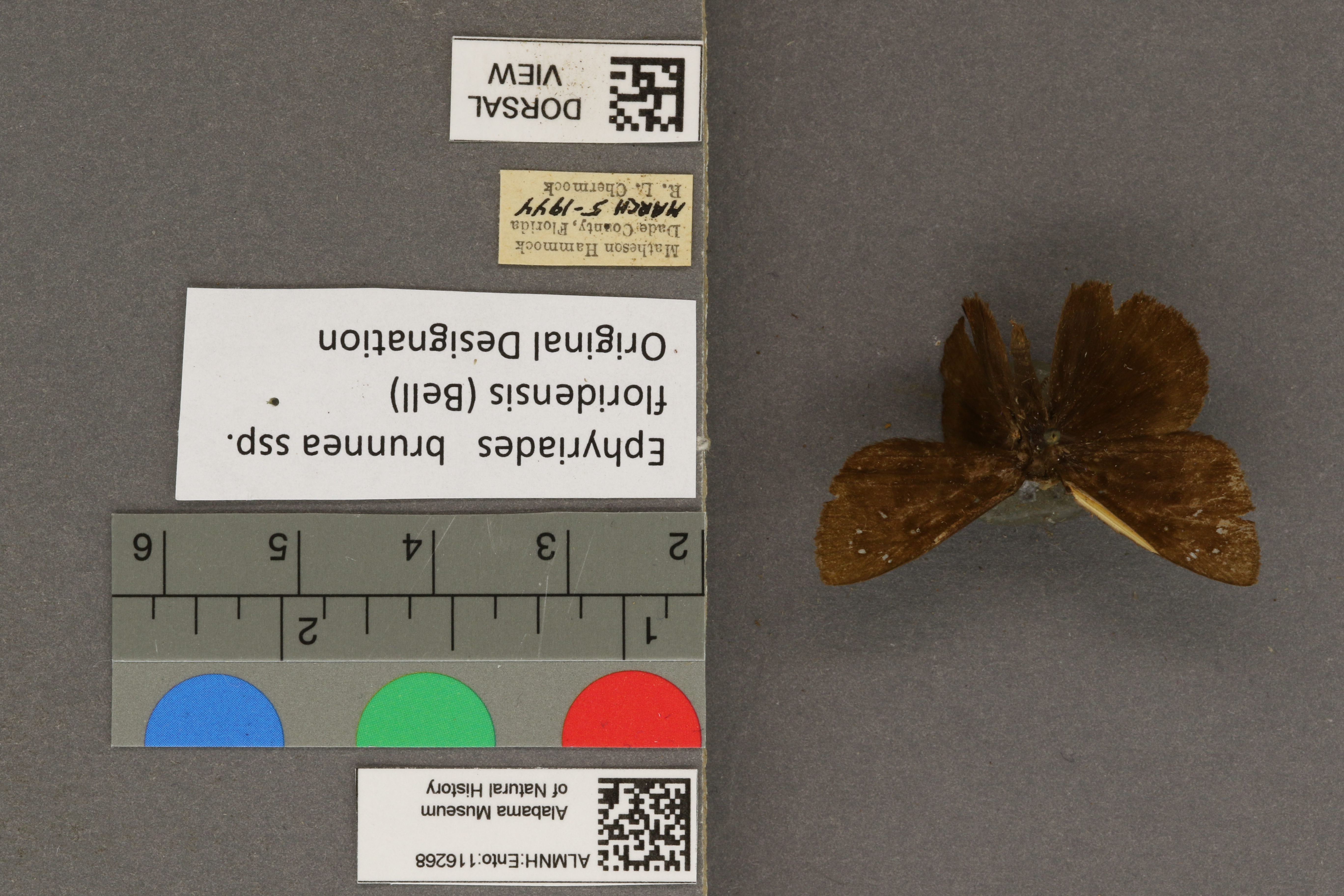 Ephyriades brunneus floridensis