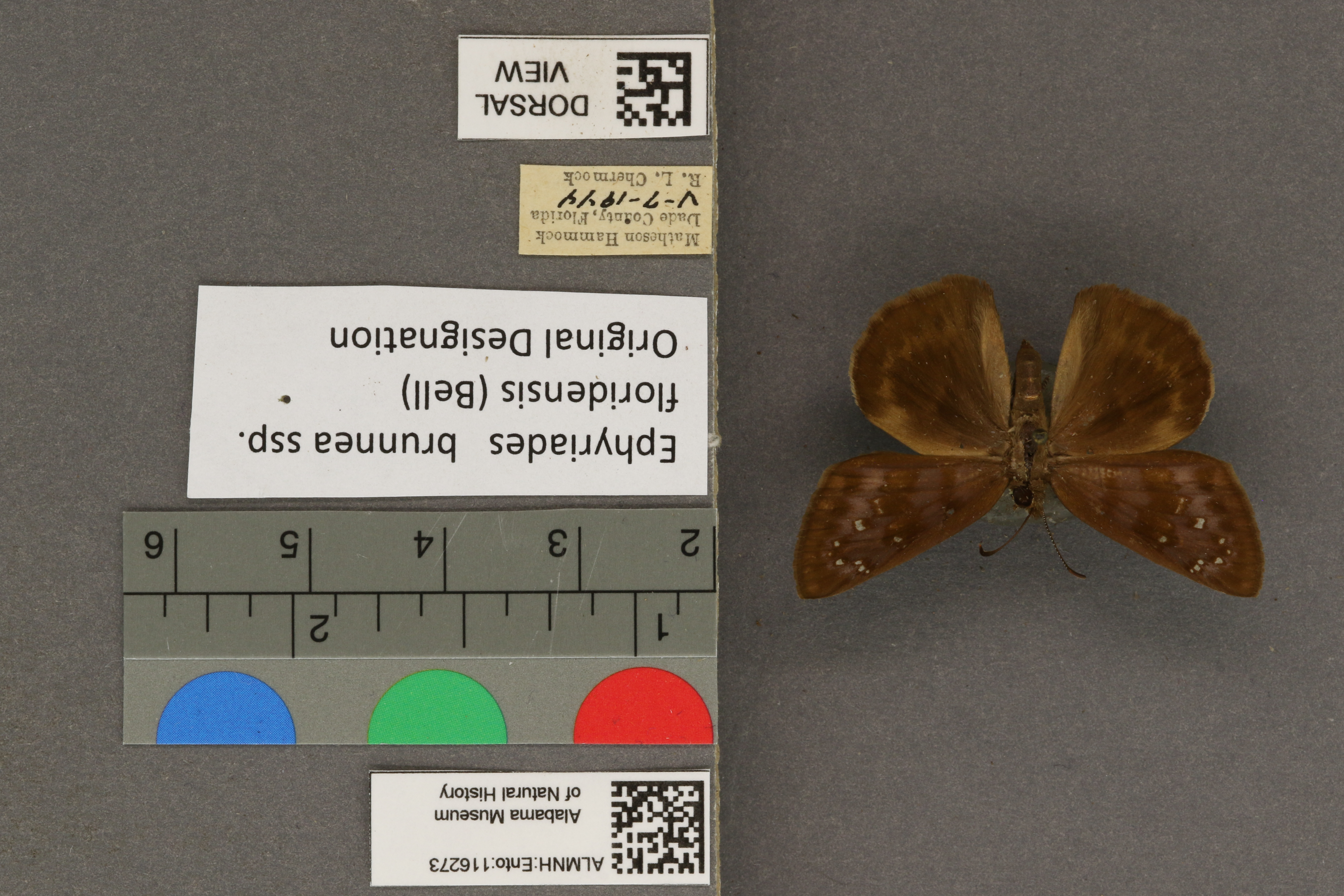 Ephyriades brunneus floridensis