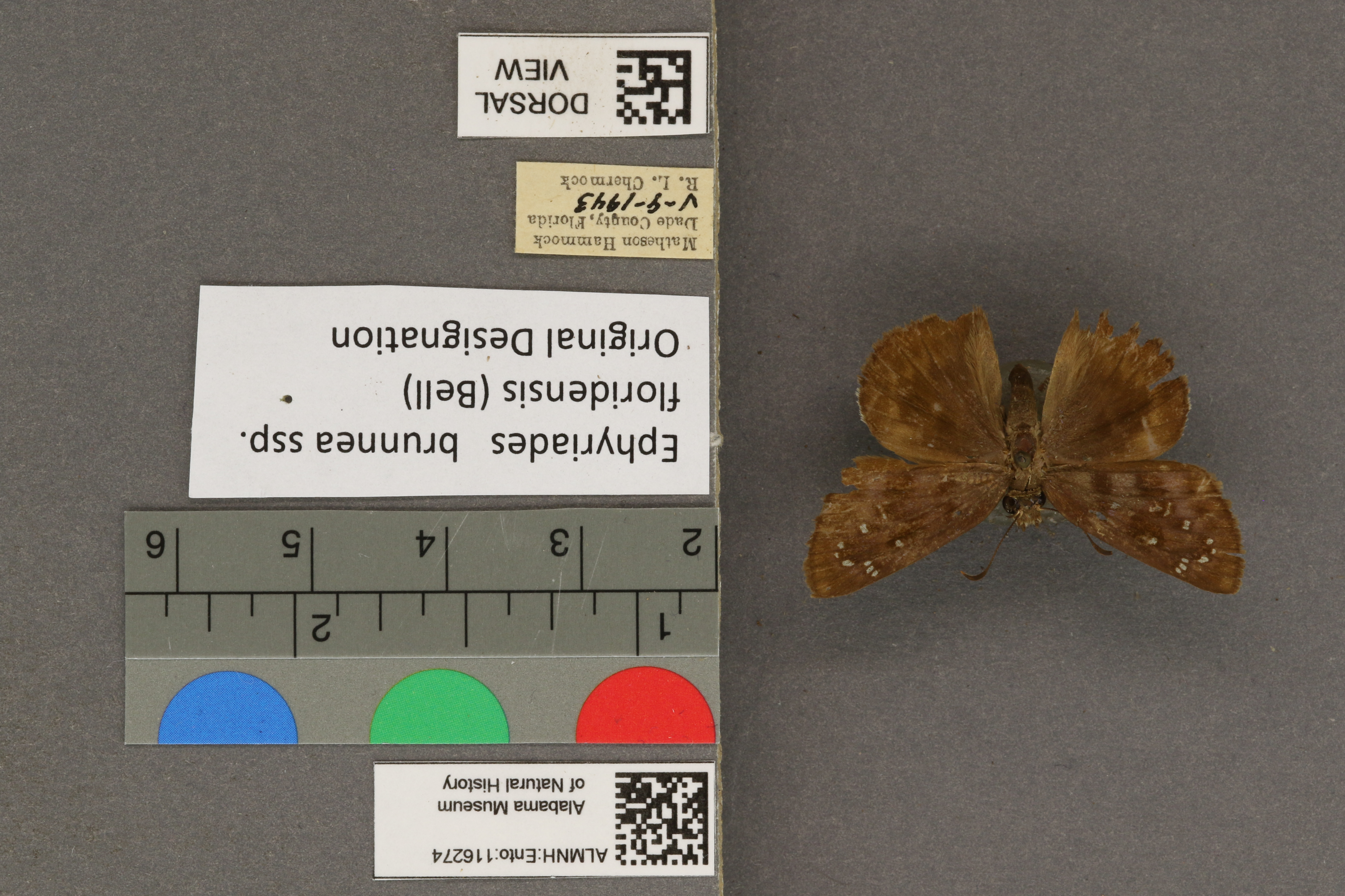 Ephyriades brunneus floridensis