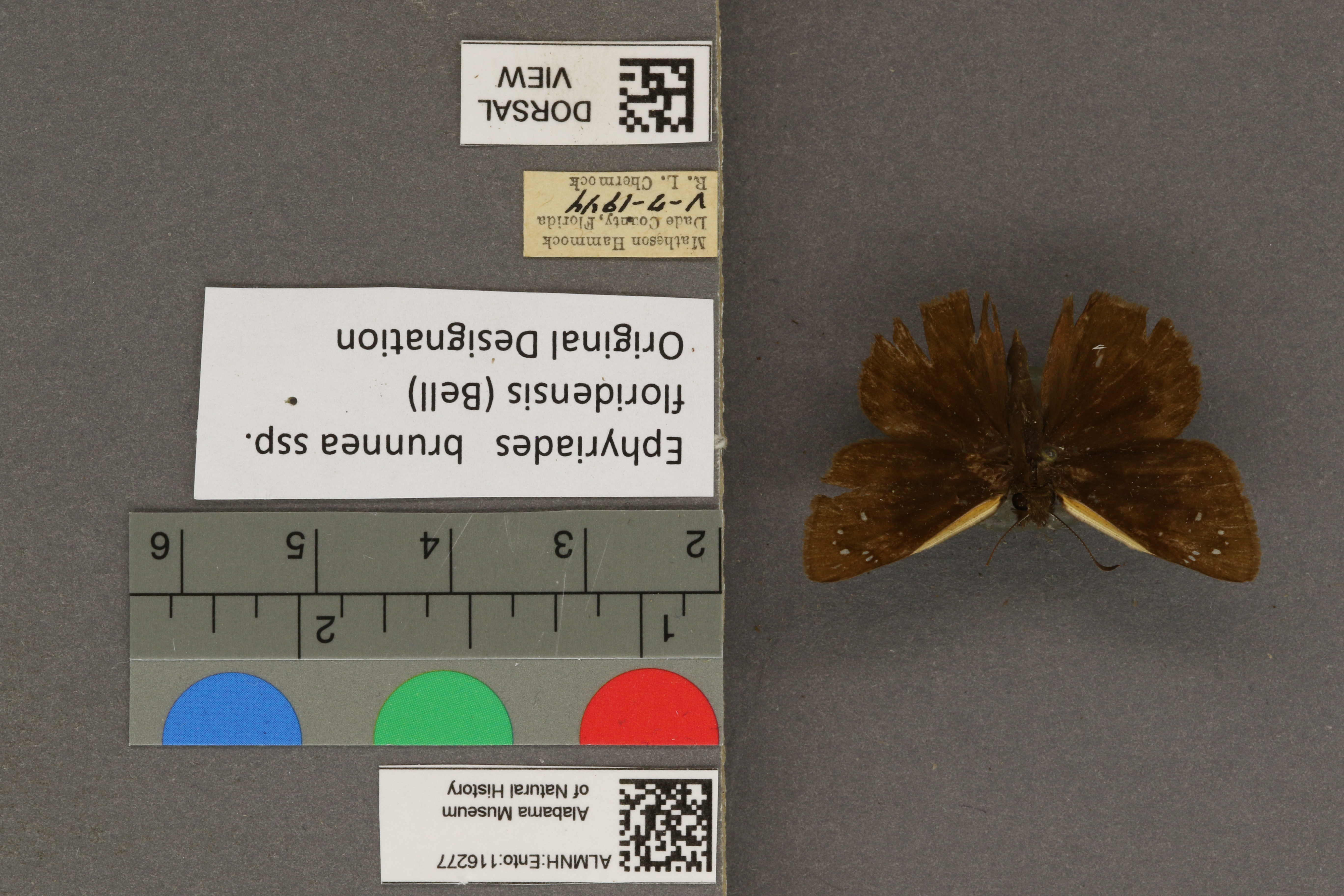 Ephyriades brunneus floridensis