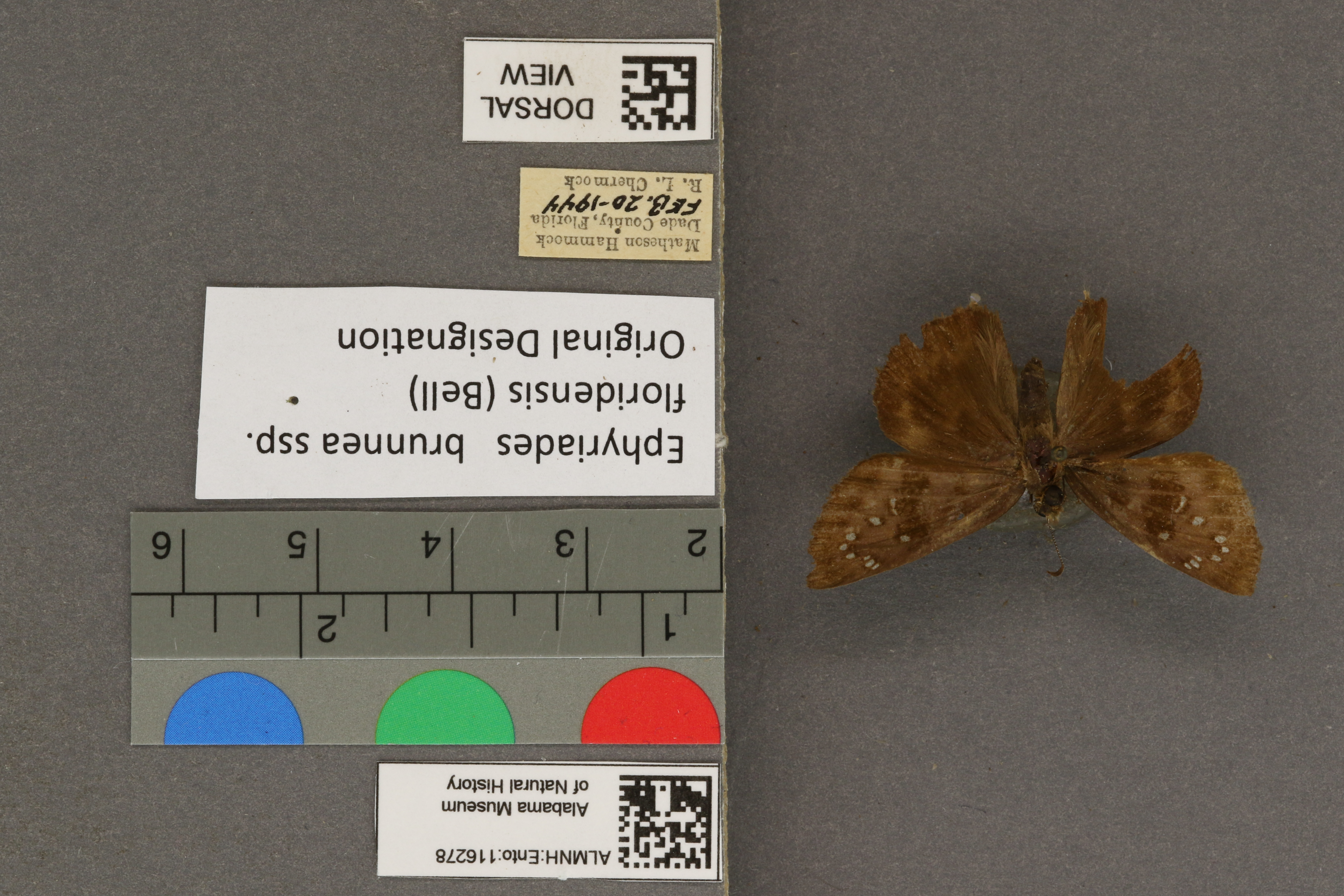 Ephyriades brunneus floridensis