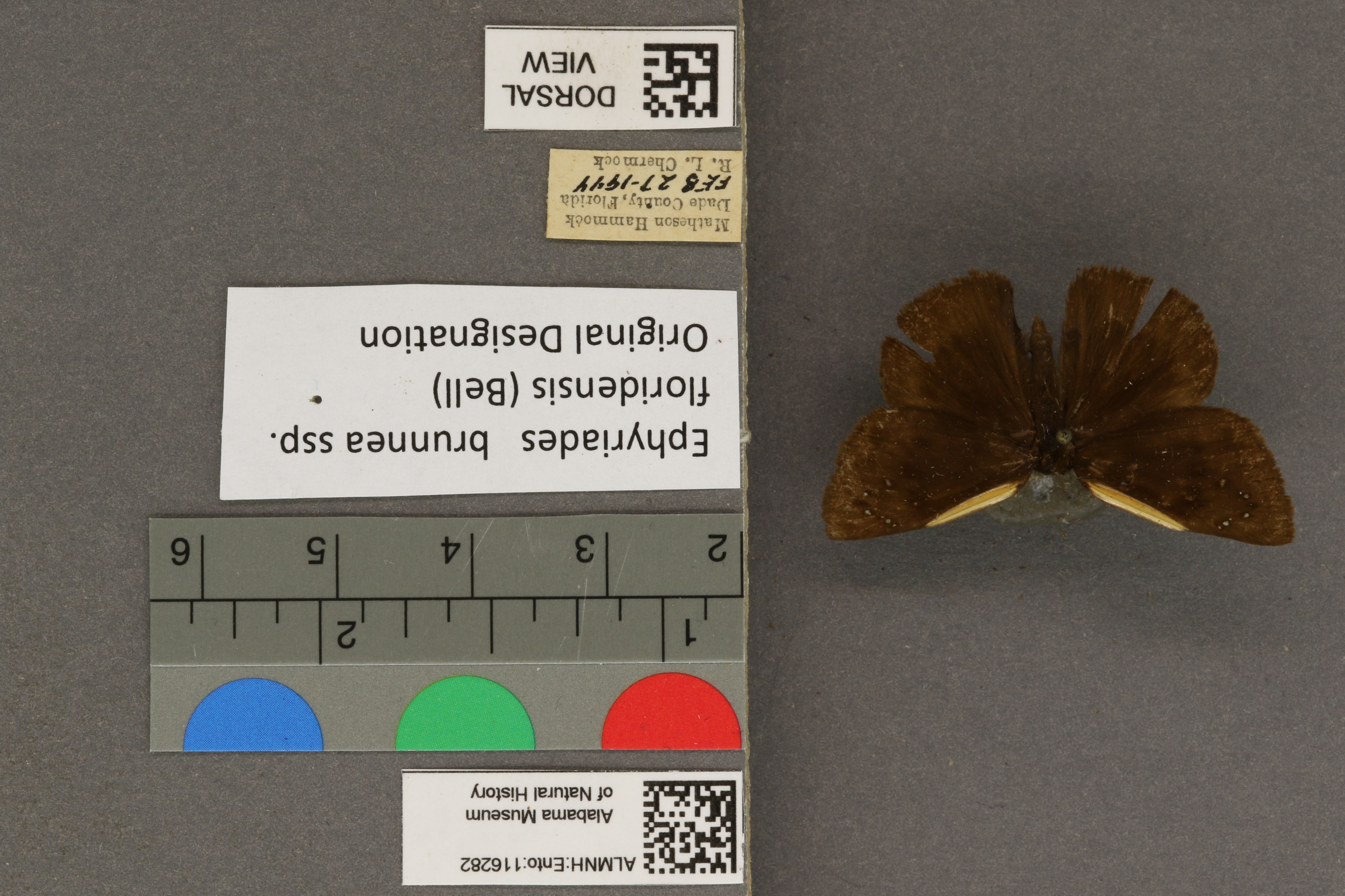 Ephyriades brunneus floridensis