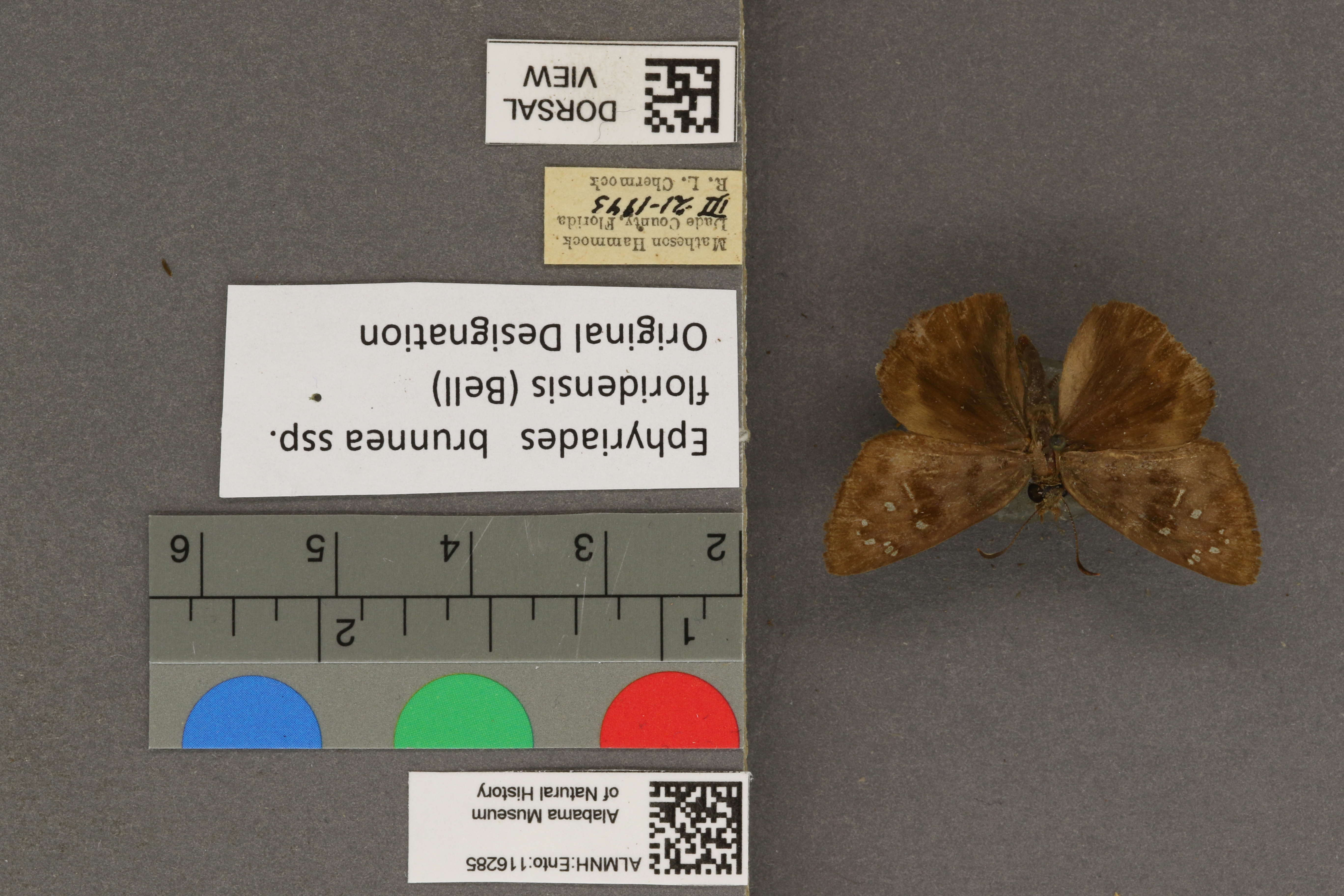 Ephyriades brunneus floridensis