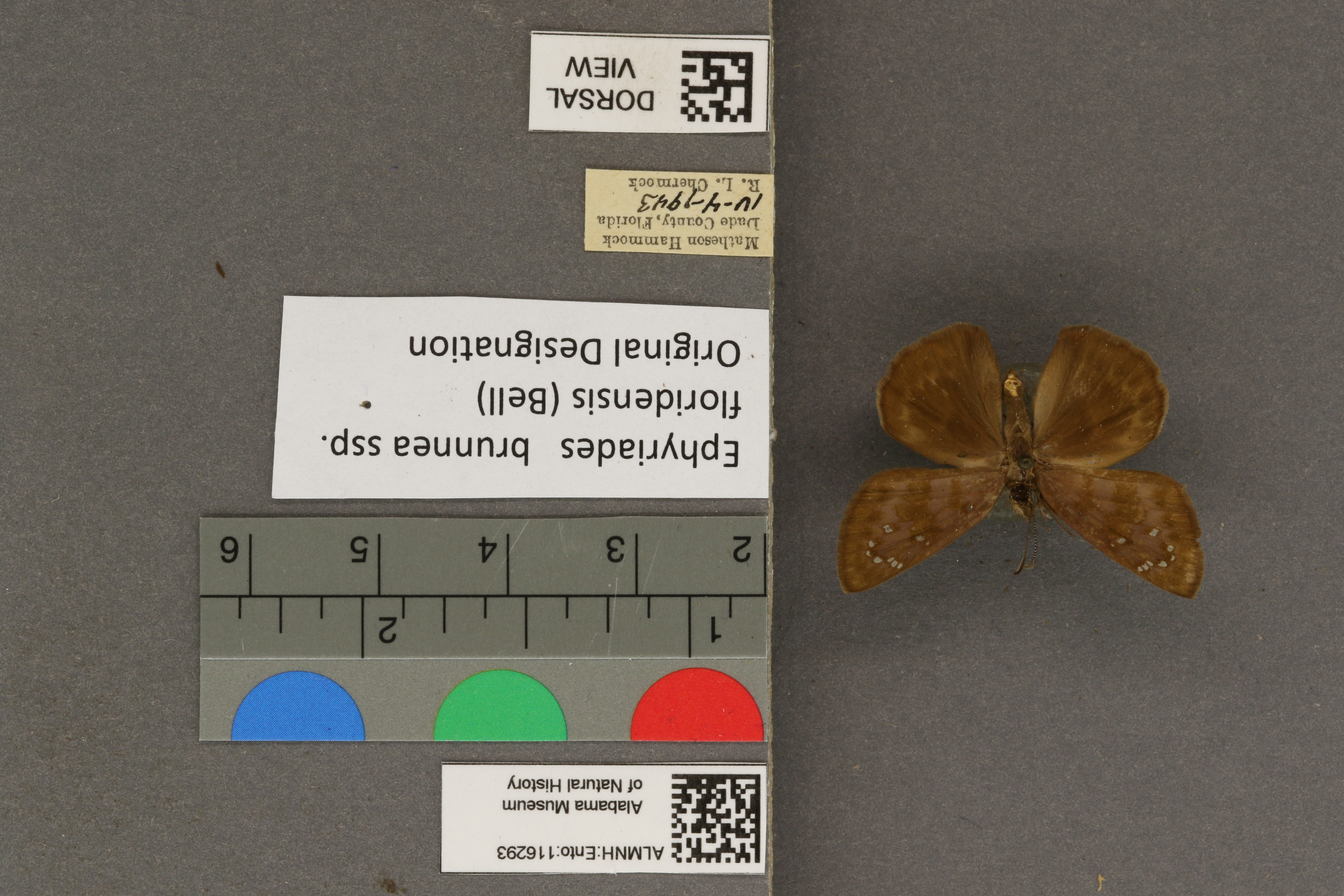 Ephyriades brunneus floridensis