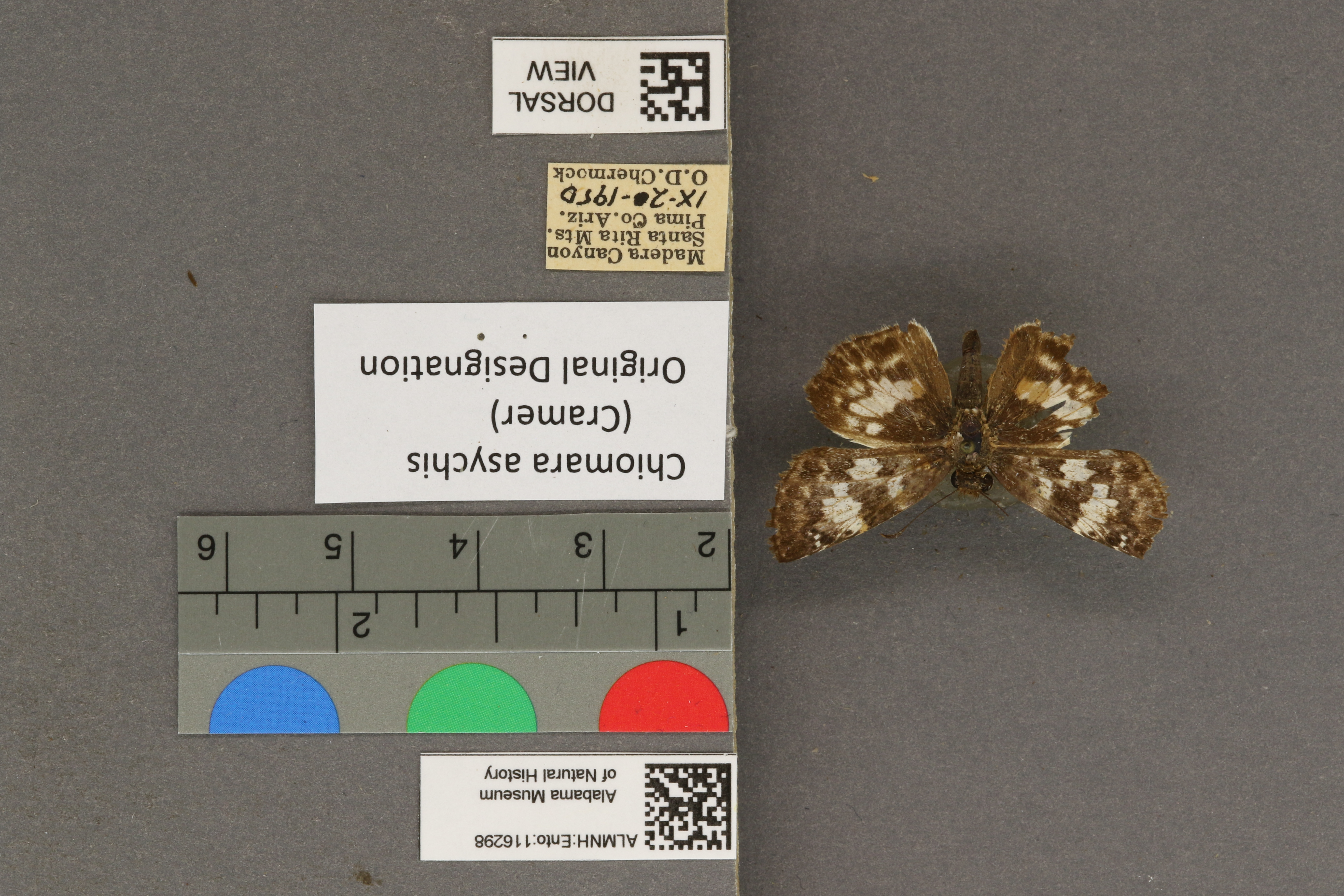 Specimen media