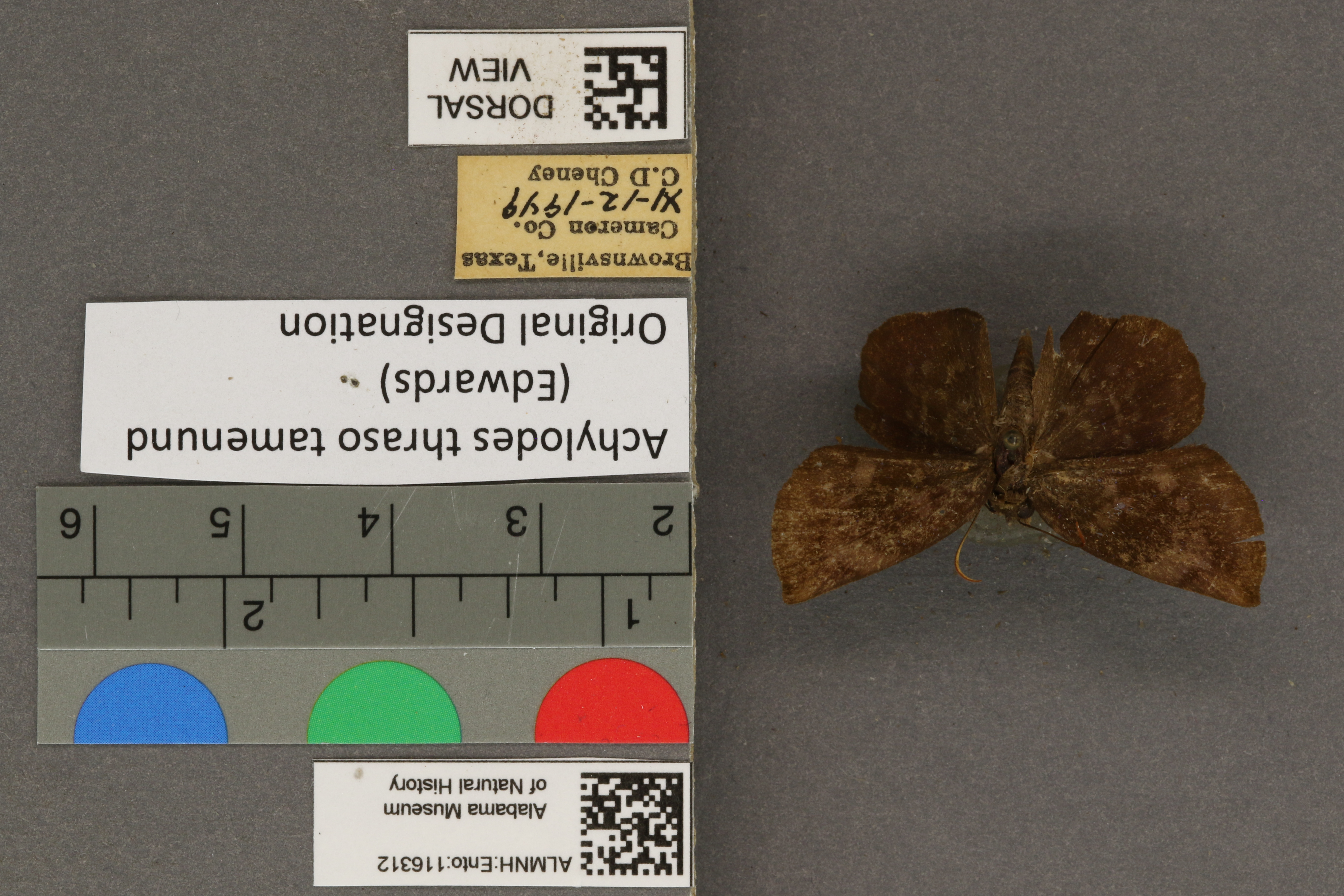 Specimen media
