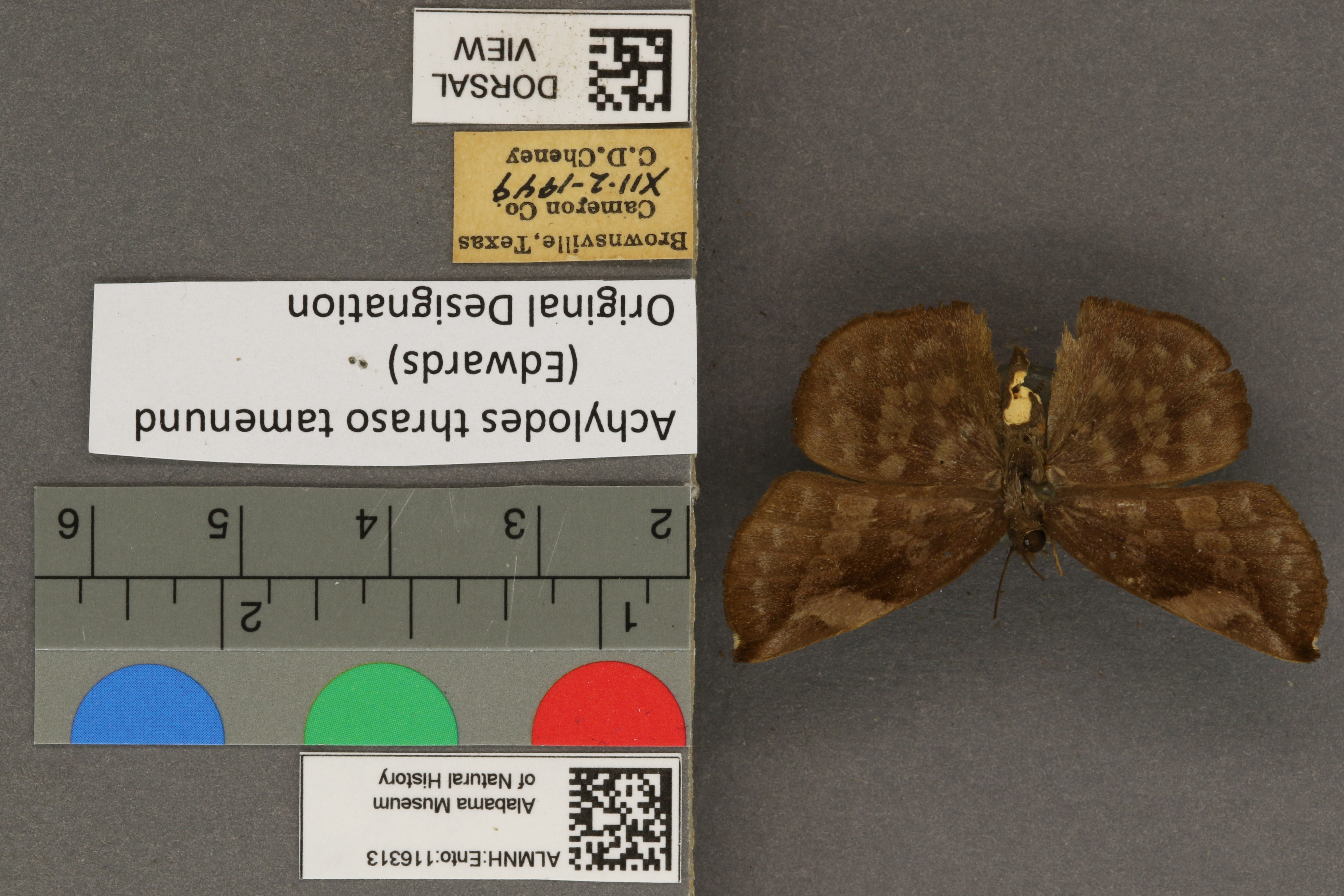 Specimen media