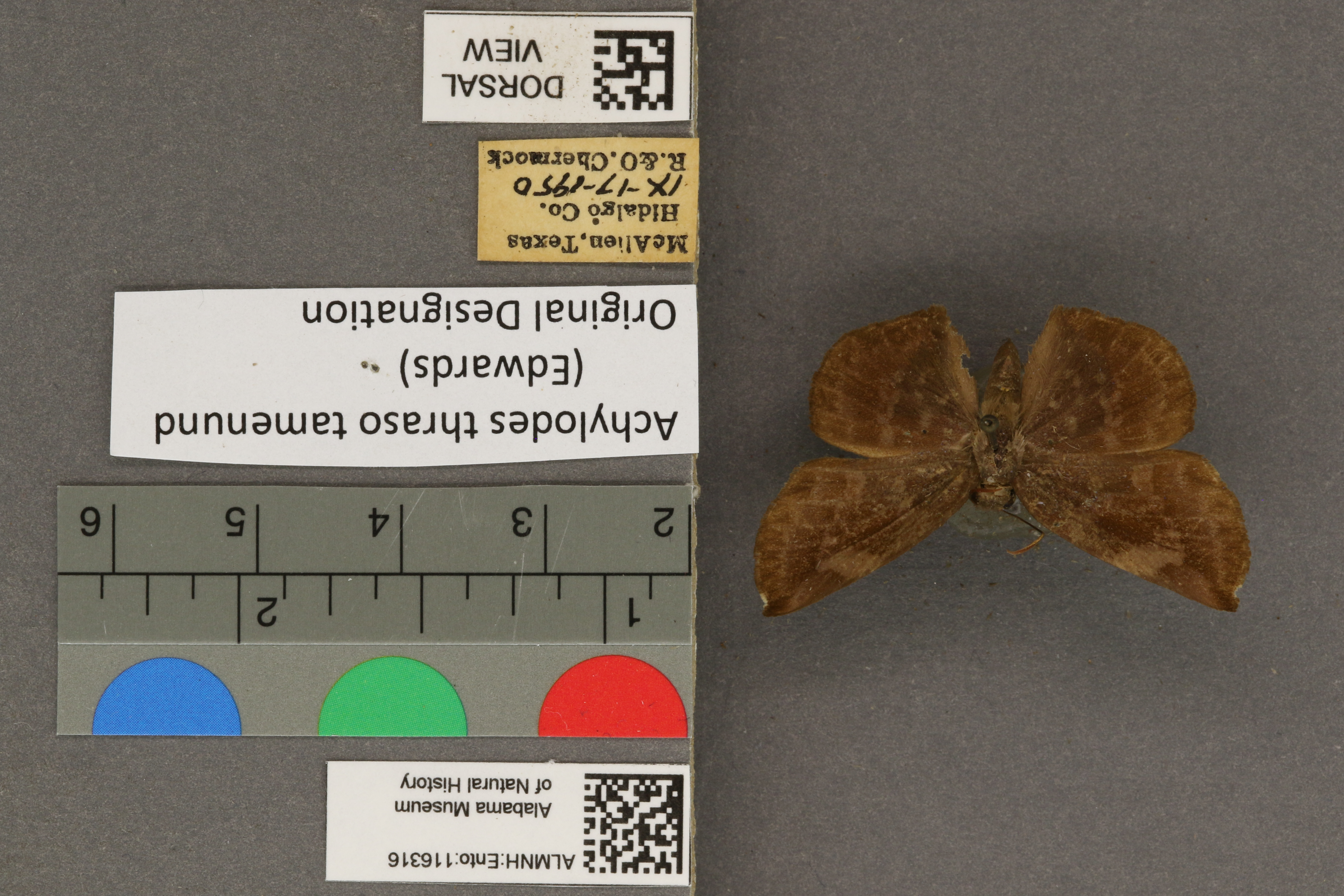 Achlyodes mithridates