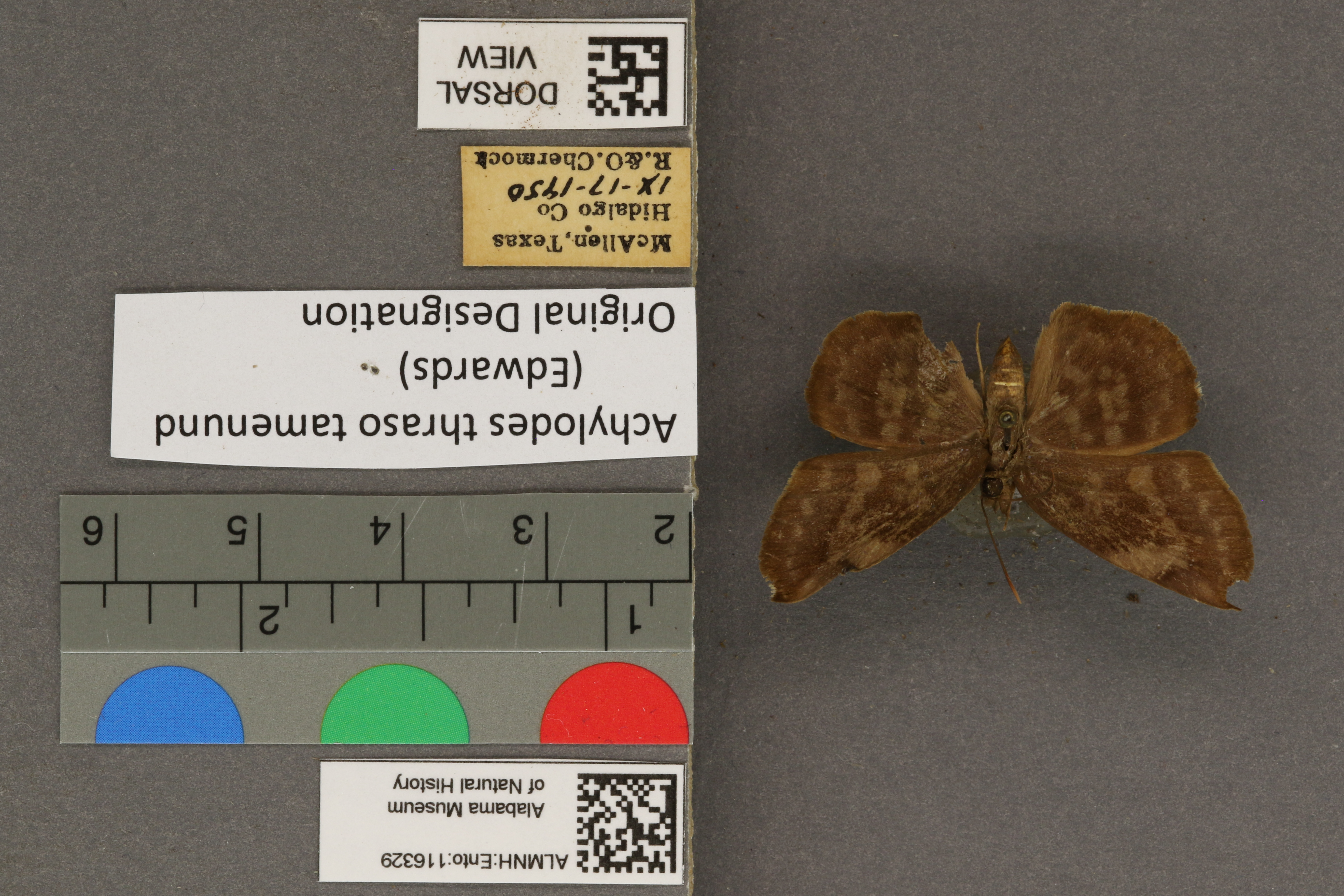 Specimen media